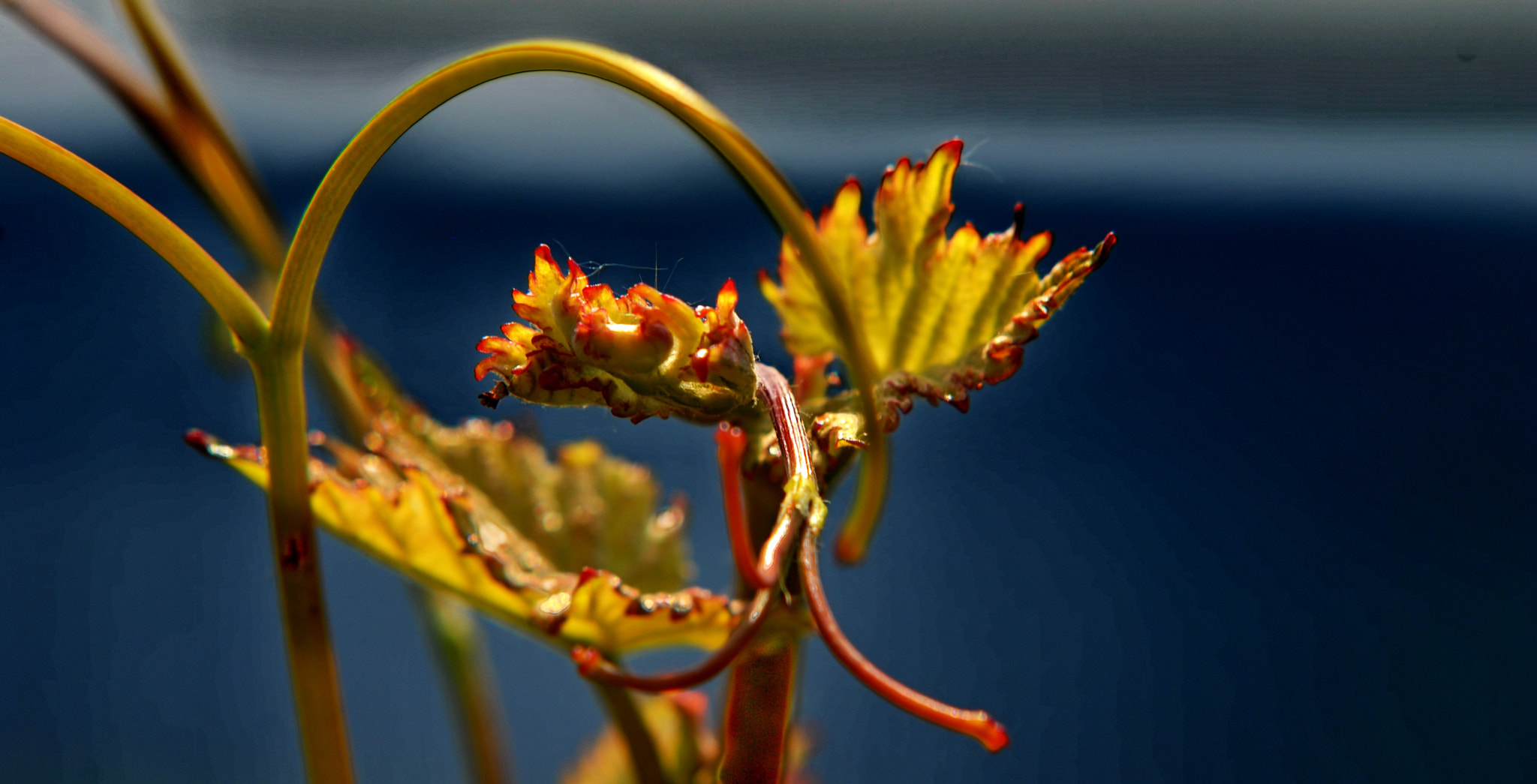 Sigma 70-200mm F2.8 EX DG Macro HSM II sample photo. Knospe photography