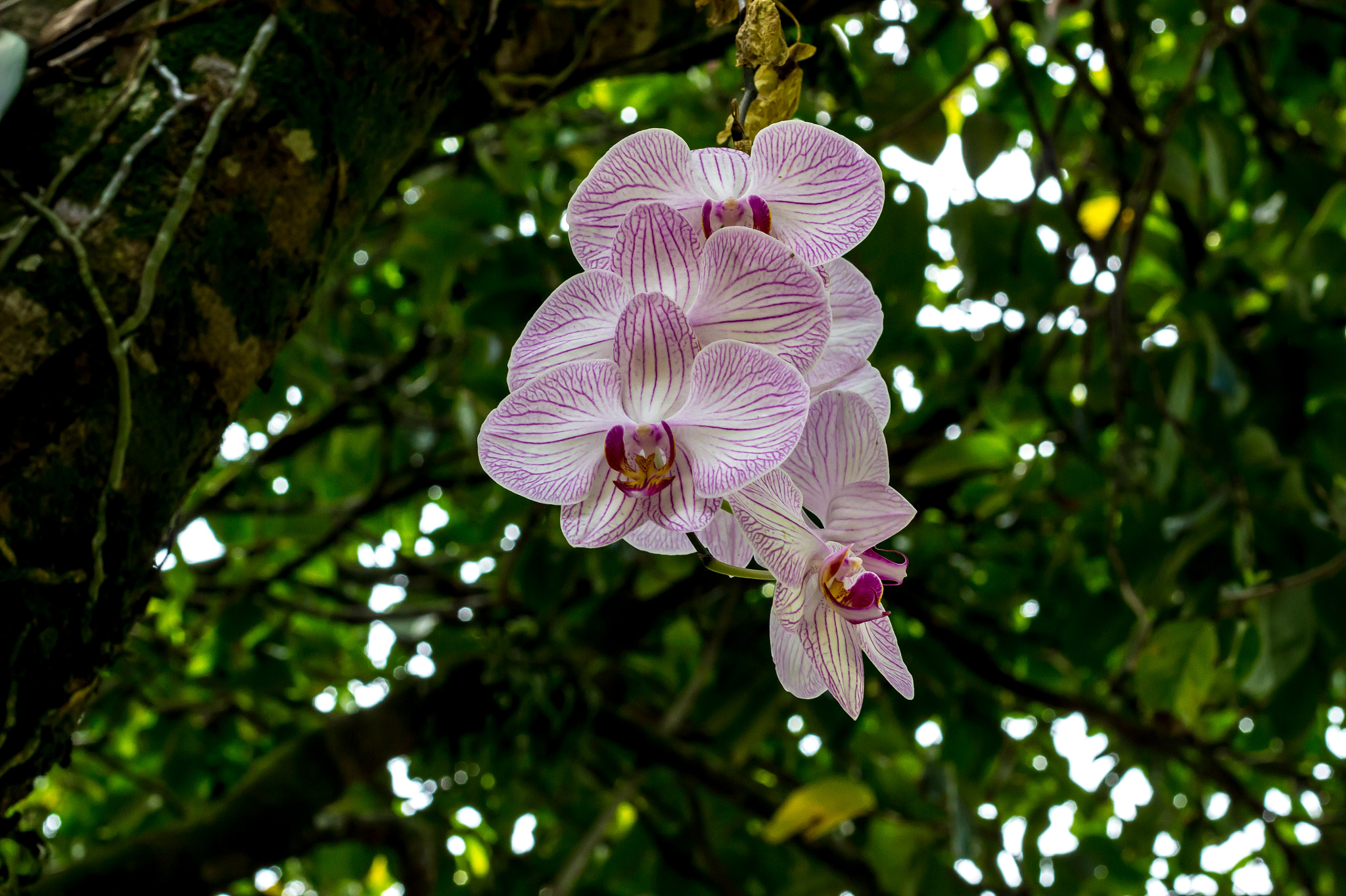 Canon EOS 600D (Rebel EOS T3i / EOS Kiss X5) sample photo. Orquídeas photography