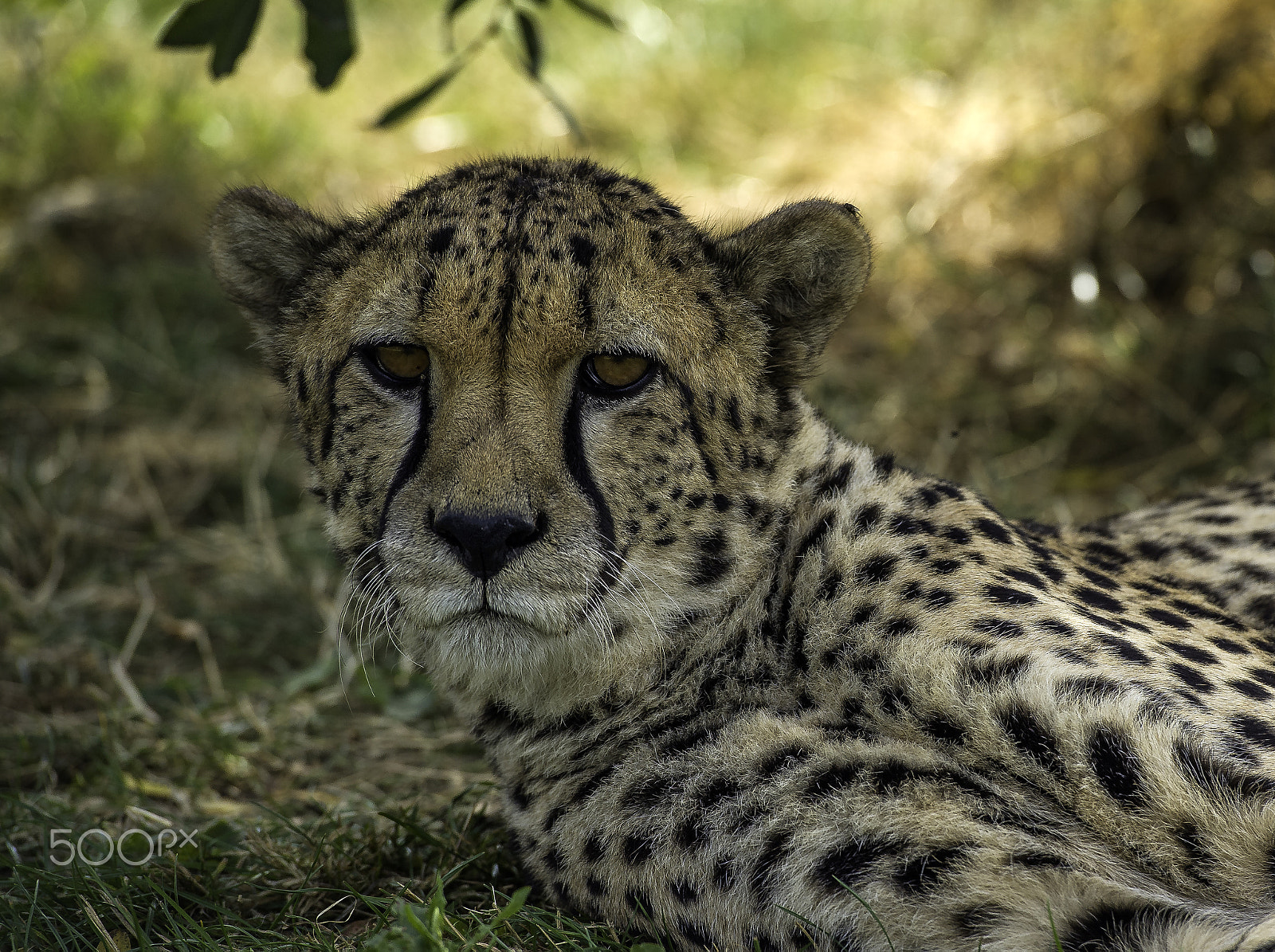Nikon D5 sample photo. Cheetah photography
