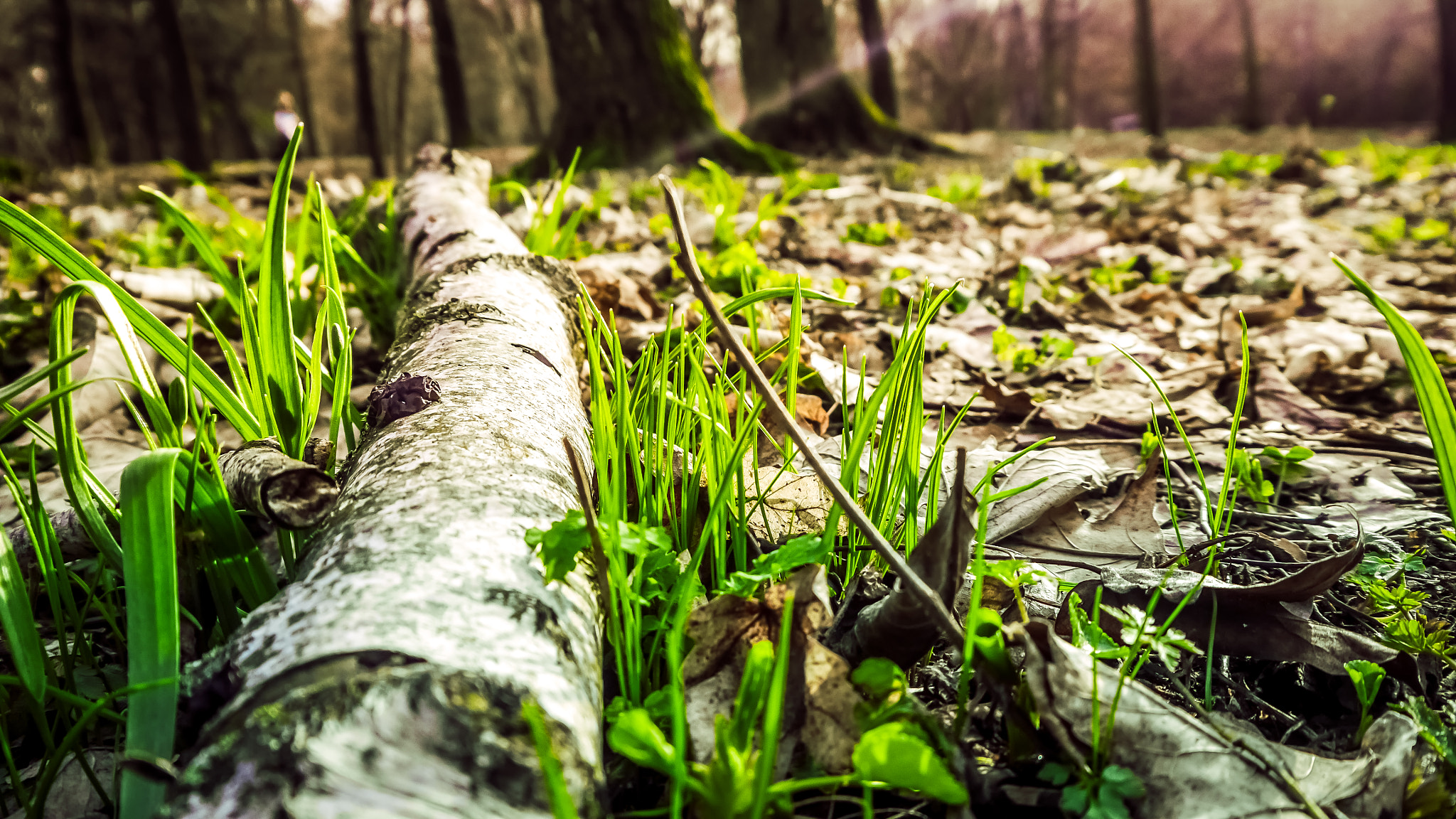 Panasonic Lumix DMC-G6 sample photo. The awakening of spring photography