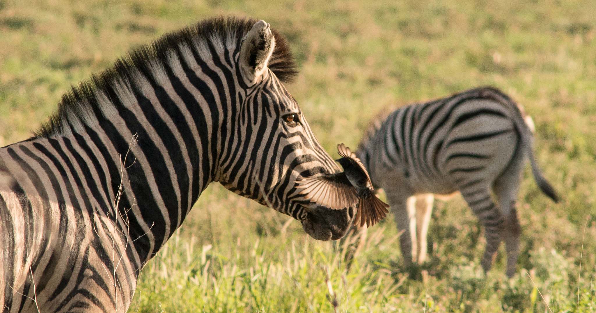 AF Nikkor 300mm f/4 IF-ED sample photo. Bird acts up with a zebra photography