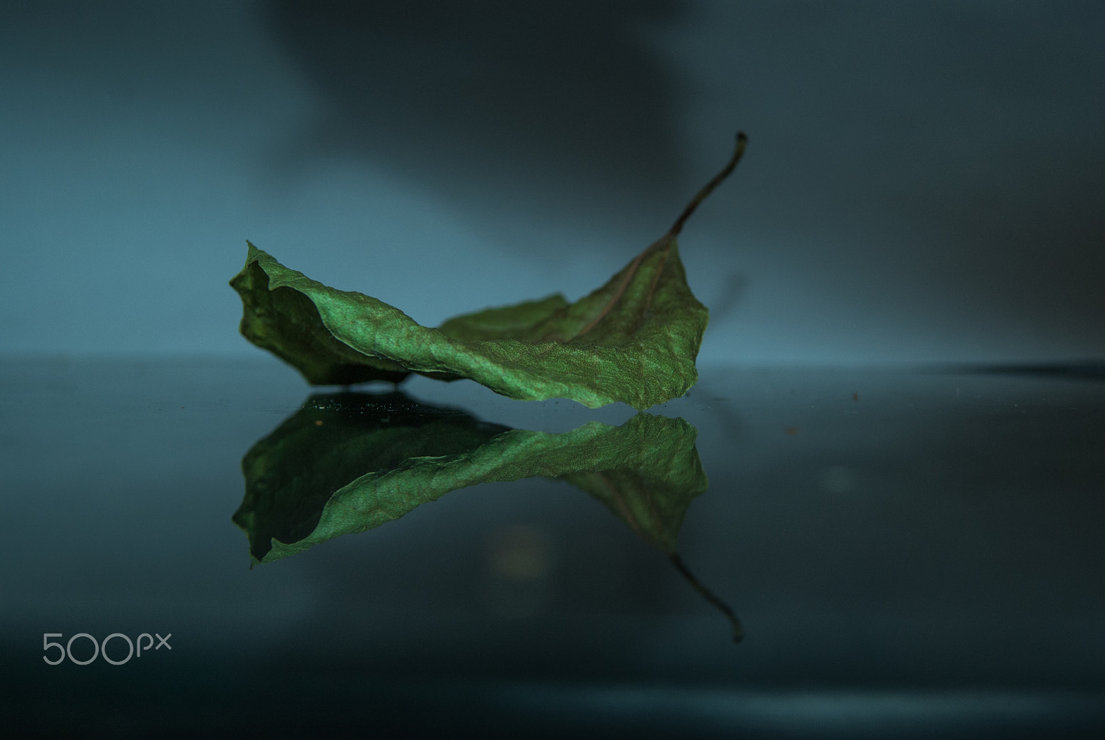 Sony Alpha DSLR-A230 + Sony DT 18-55mm F3.5-5.6 SAM sample photo. Leaf life photography