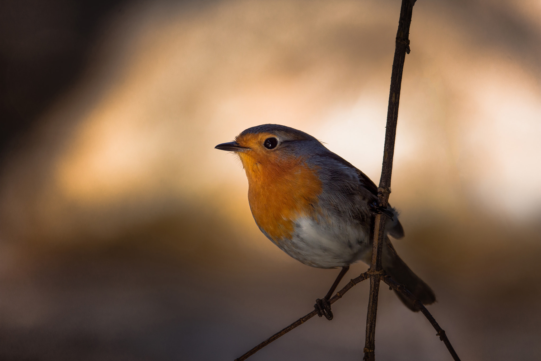 Sigma 150-600mm F5-6.3 DG OS HSM | C sample photo. Rouge-gorge photography