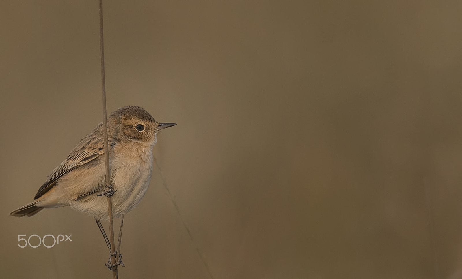 Nikon D750 + Nikon AF-S Nikkor 500mm F4G ED VR sample photo. Stoliczka's bushchat photography