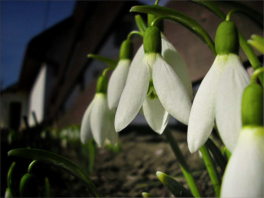 Olympus X100,D540Z,C310Z sample photo. In our country it is already warm photography