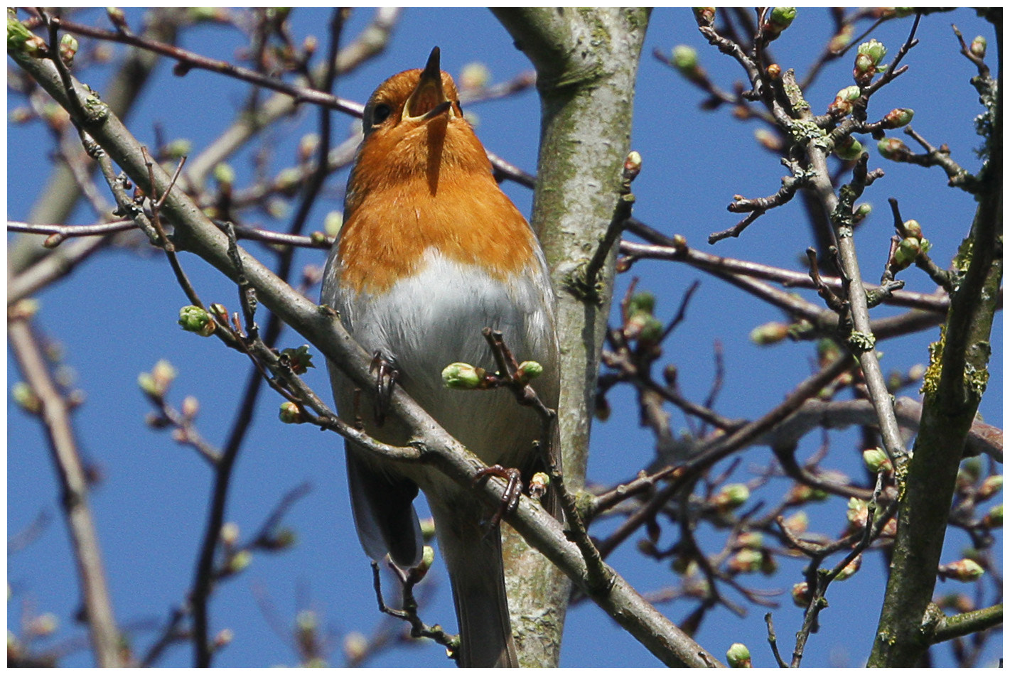 Canon EOS 40D sample photo. Robin in song photography