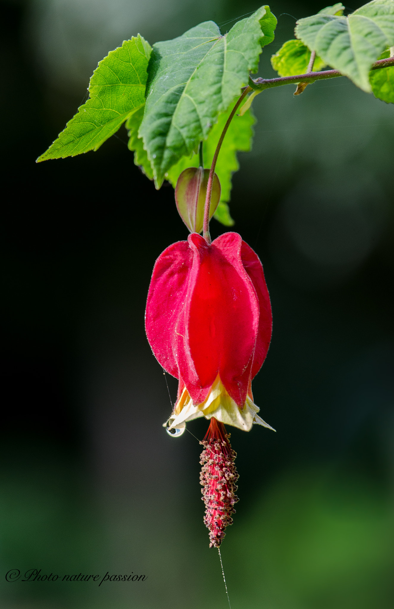 Nikon AF-S Micro-Nikkor 105mm F2.8G IF-ED VR sample photo. Velvetleaf's flower photography