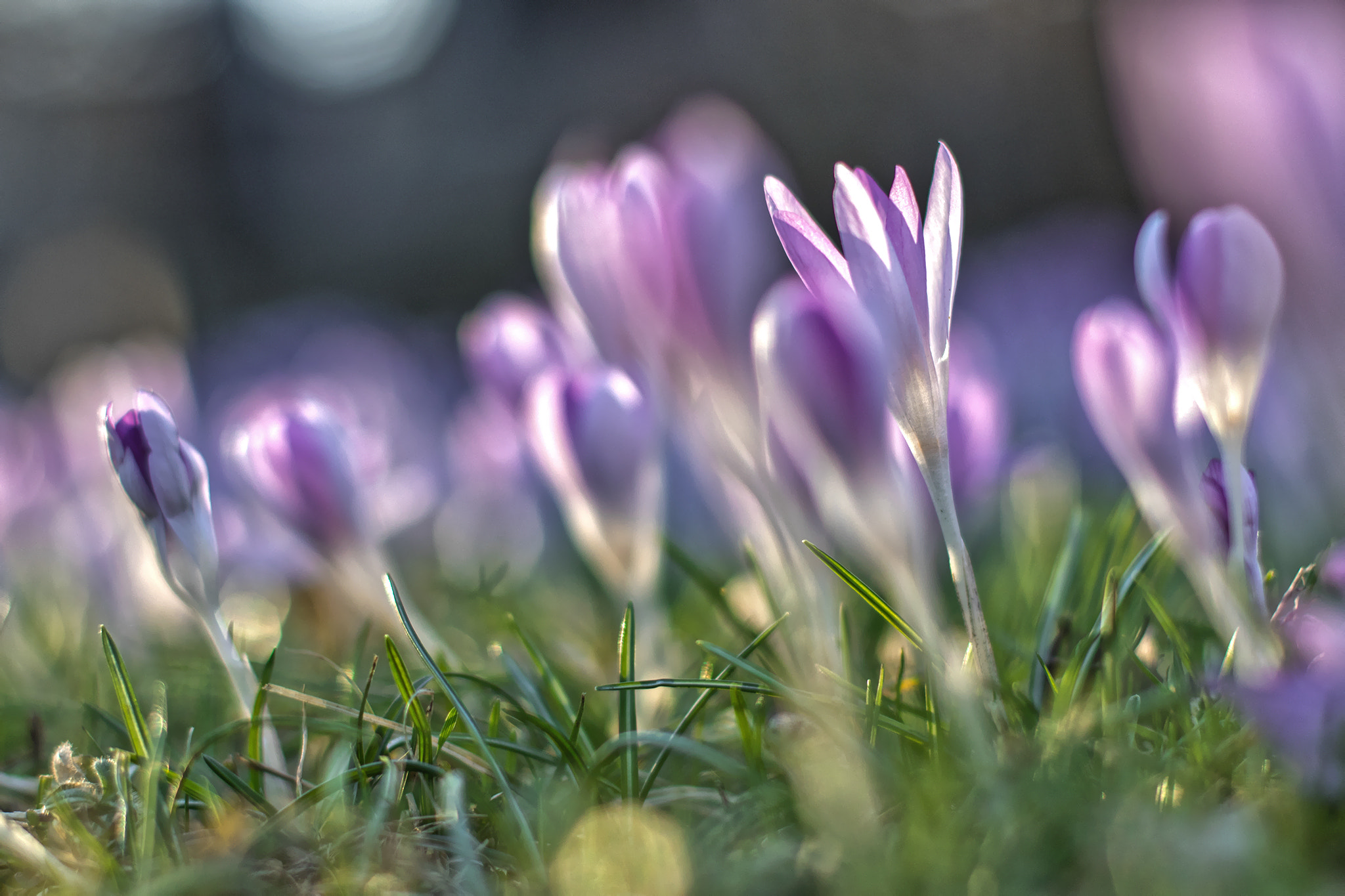 Canon EOS 80D + Canon EF 50mm F1.4 USM sample photo. Glow in the light photography