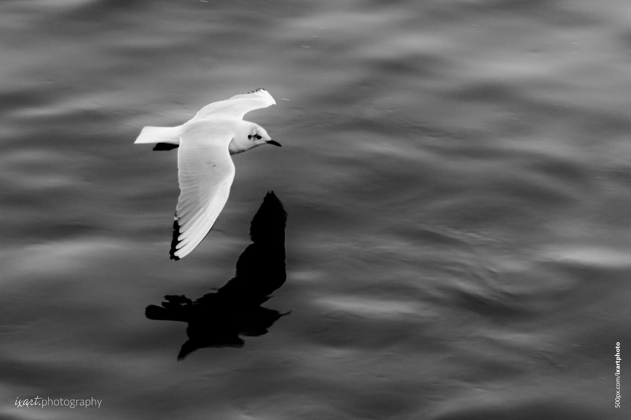Canon EF 28-300mm F3.5-5.6L IS USM sample photo. Seagull final photography