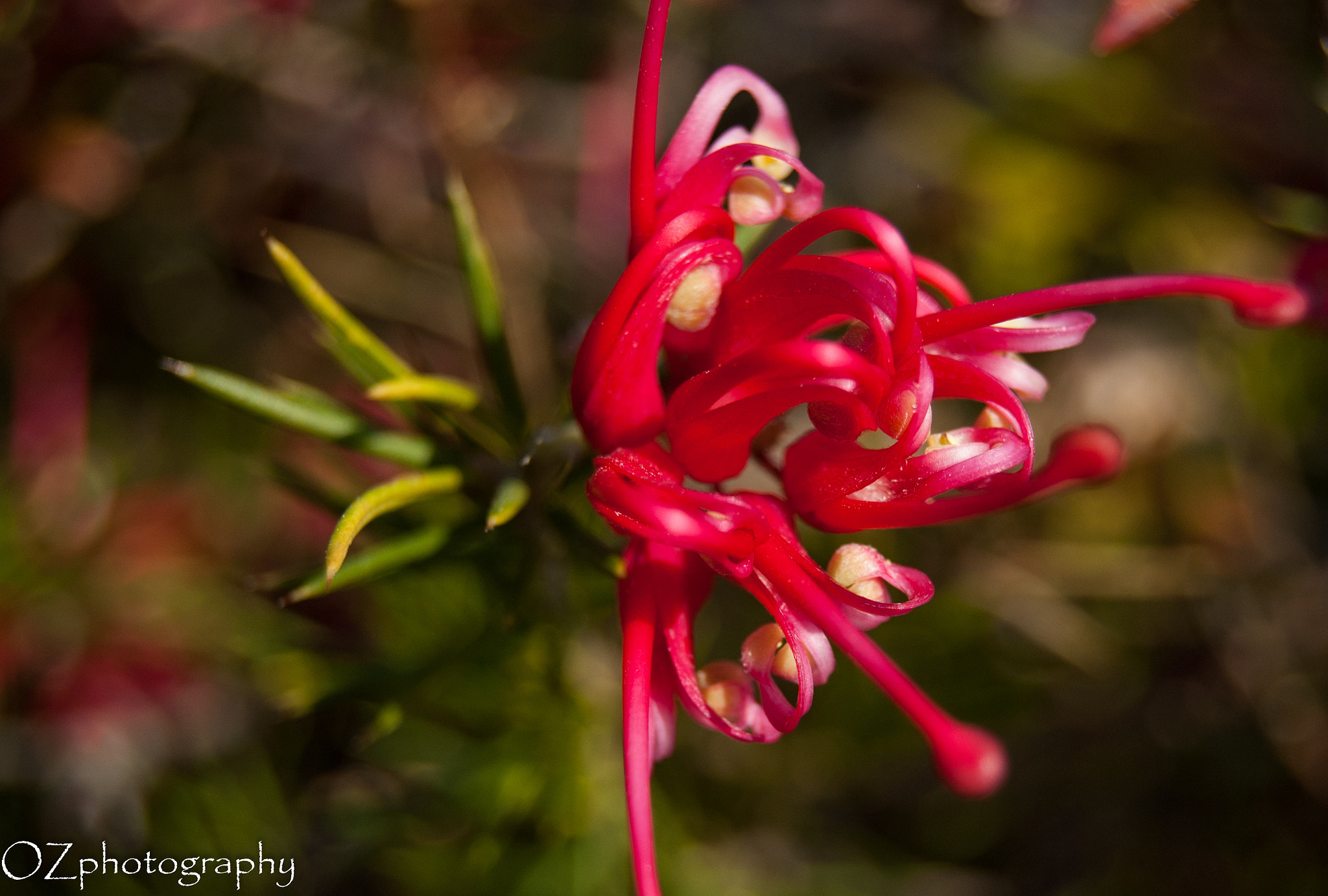 Nikon D50 sample photo. Grevillea. photography