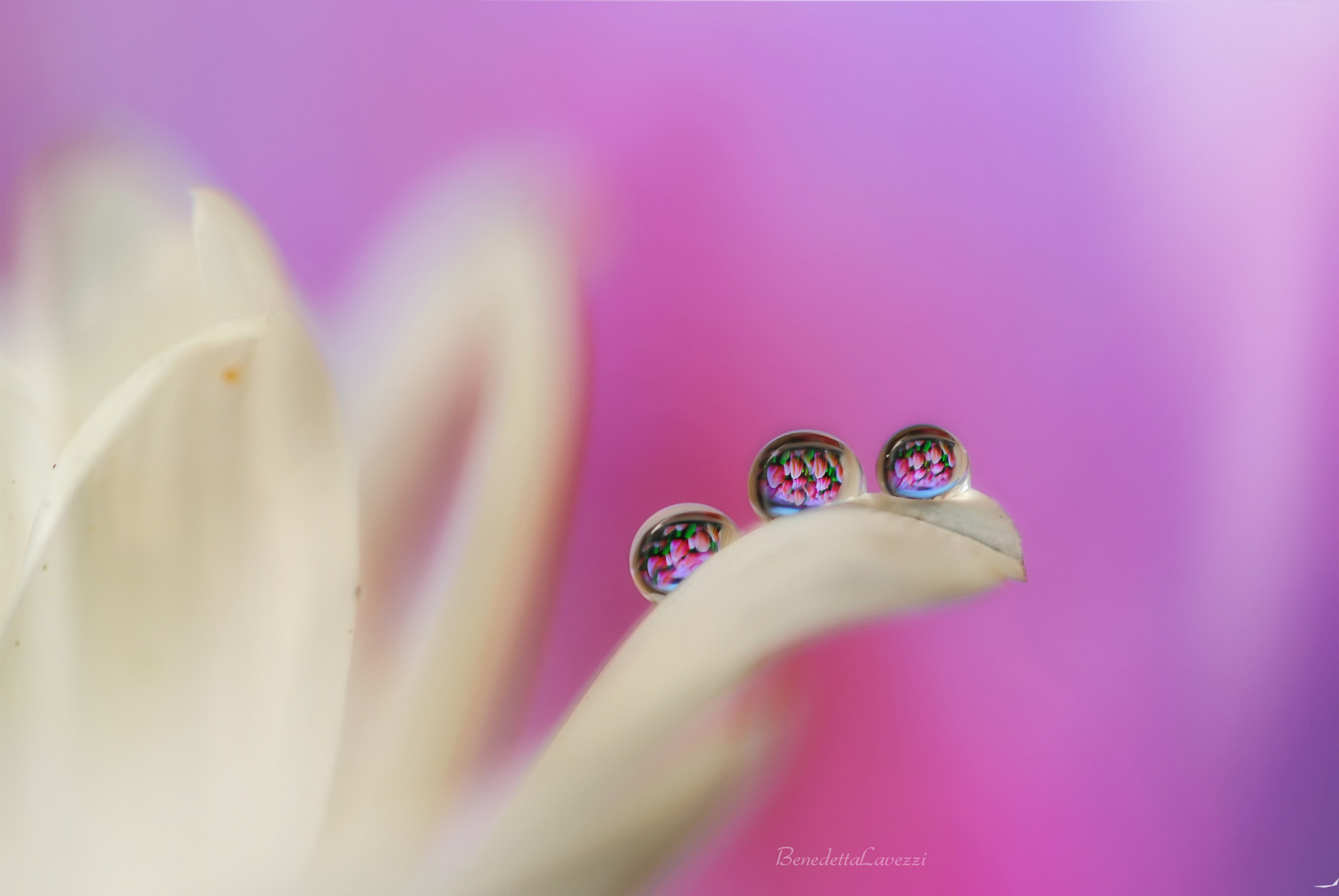 Sigma 105mm F2.8 EX DG OS HSM sample photo. Tulip photography