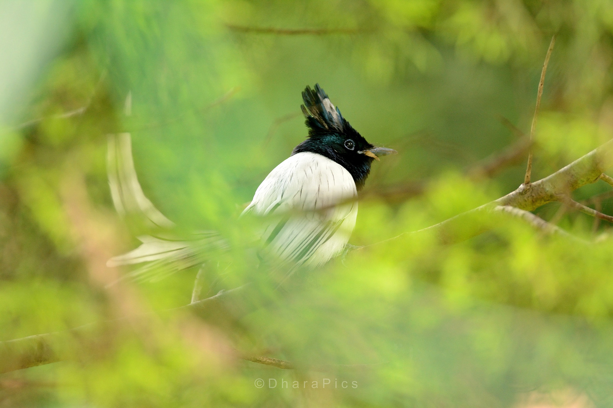 Nikon D7100 + Nikon AF-S Nikkor 300mm F4D ED-IF sample photo. Shades of green photography