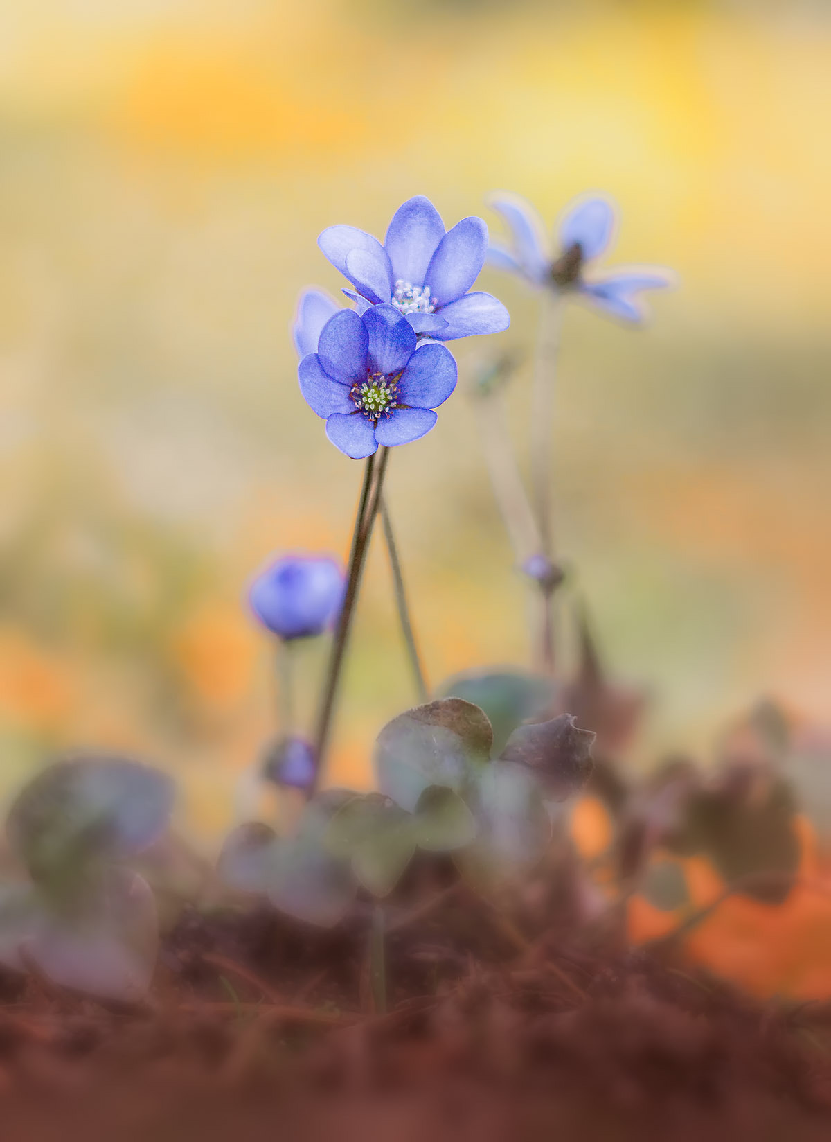 Canon EF 35-80mm f/4-5.6 sample photo. Leberblümchen photography