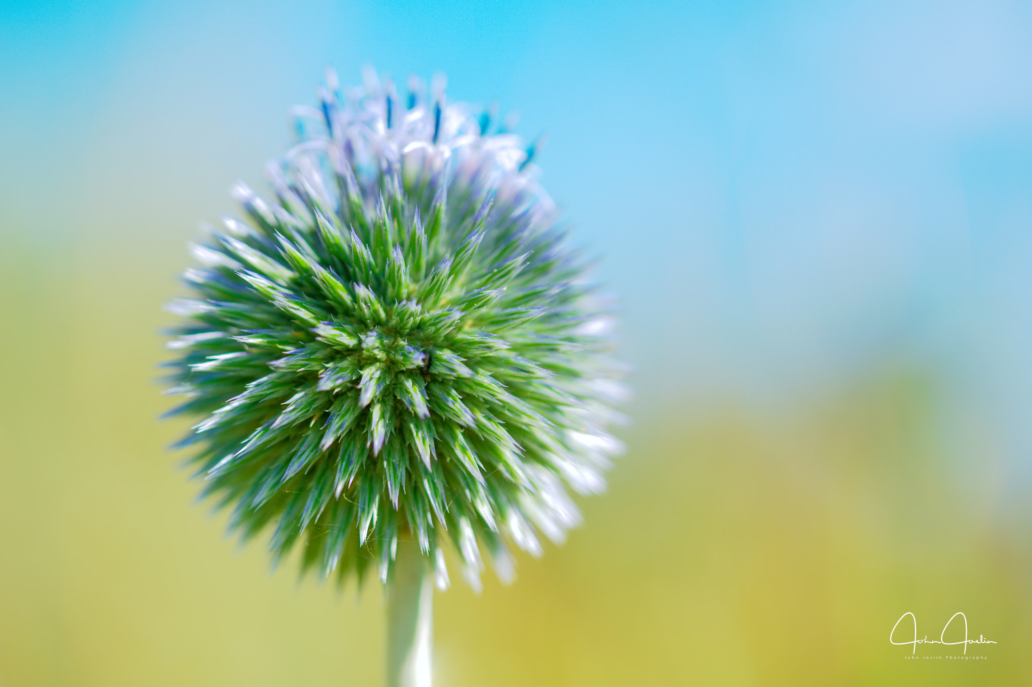 Sony a7R + Sony FE 90mm F2.8 Macro G OSS sample photo. Globe thistle photography