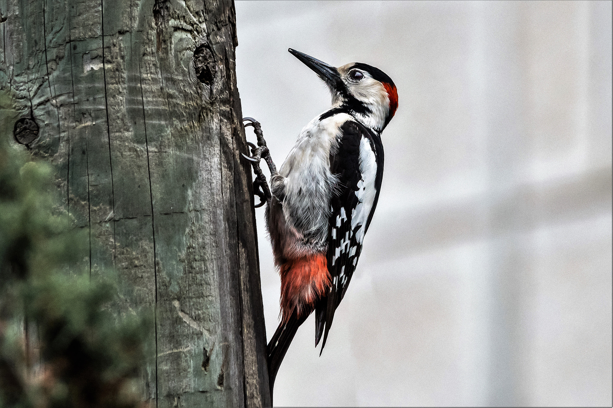 Nikon D500 sample photo. Woodpecker photography