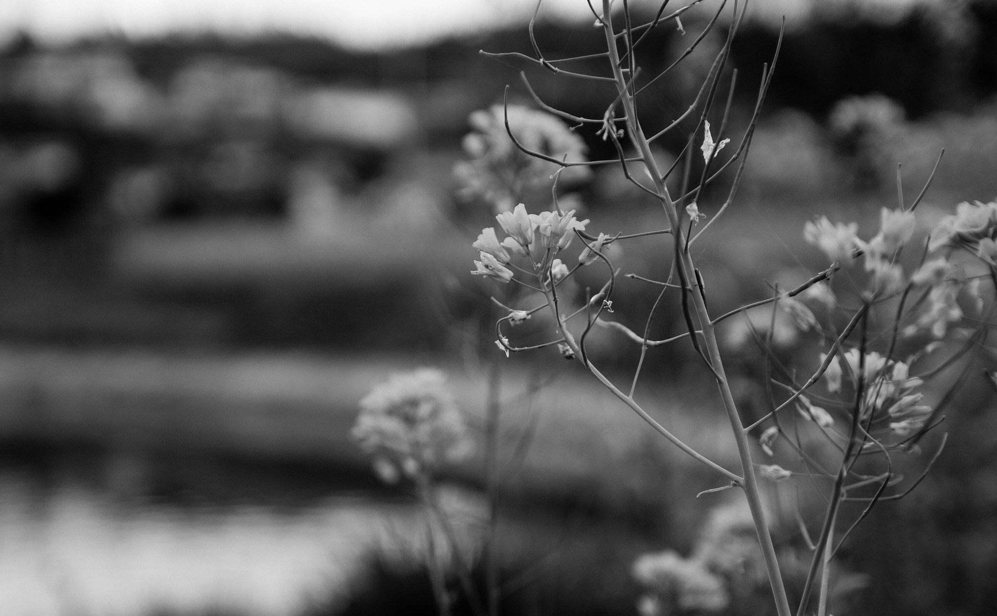 Canon EF-S 17-55mm F2.8 IS USM sample photo. Home flowers photography