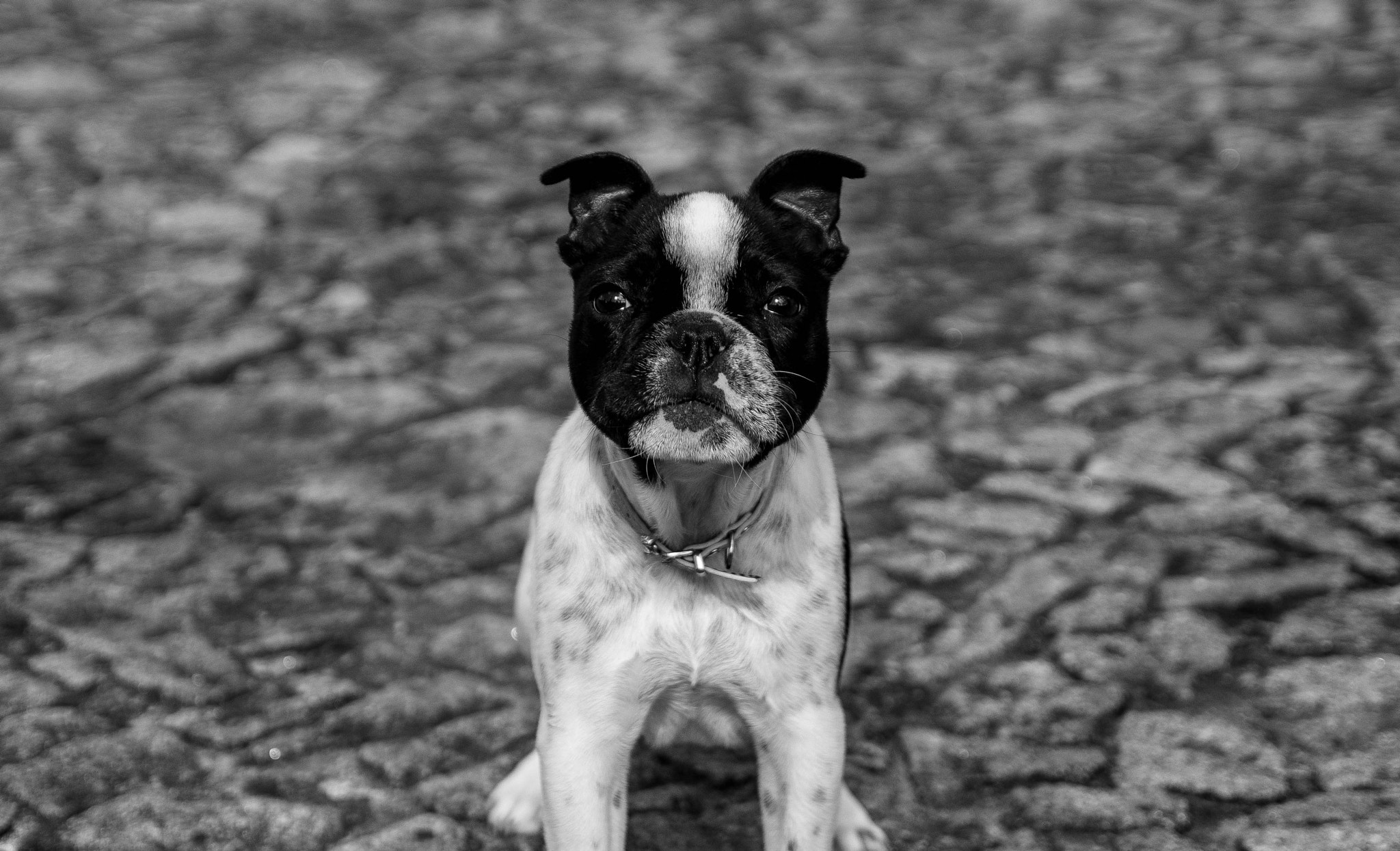 Canon EF-S 17-55mm F2.8 IS USM sample photo. Little maggy photography