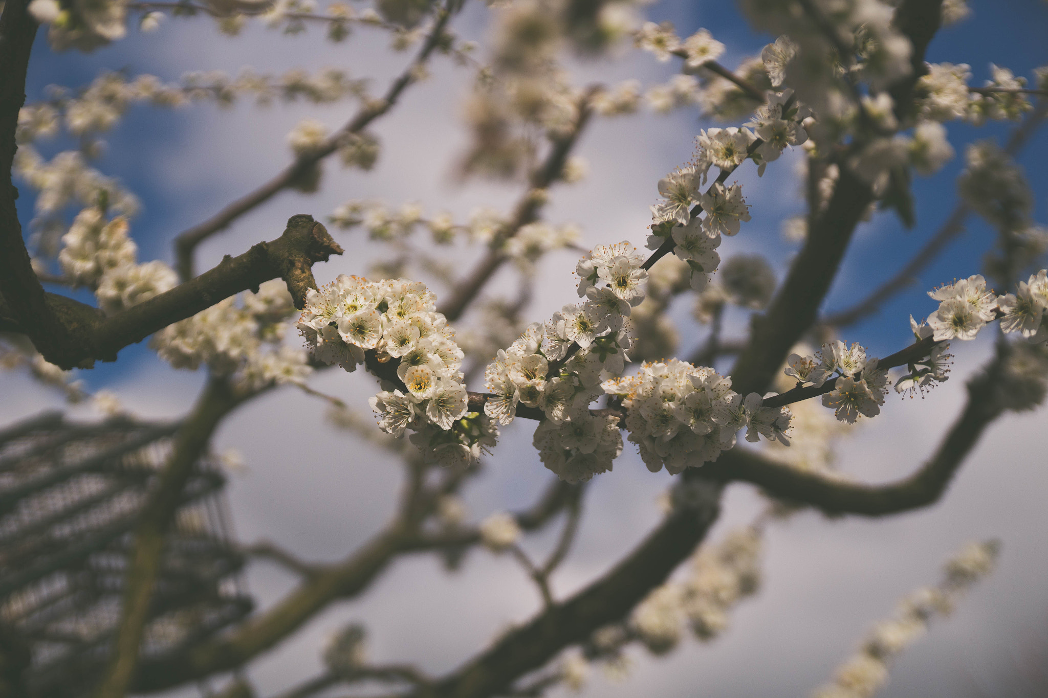 Canon EF-S 17-55mm F2.8 IS USM sample photo. Home tree photography