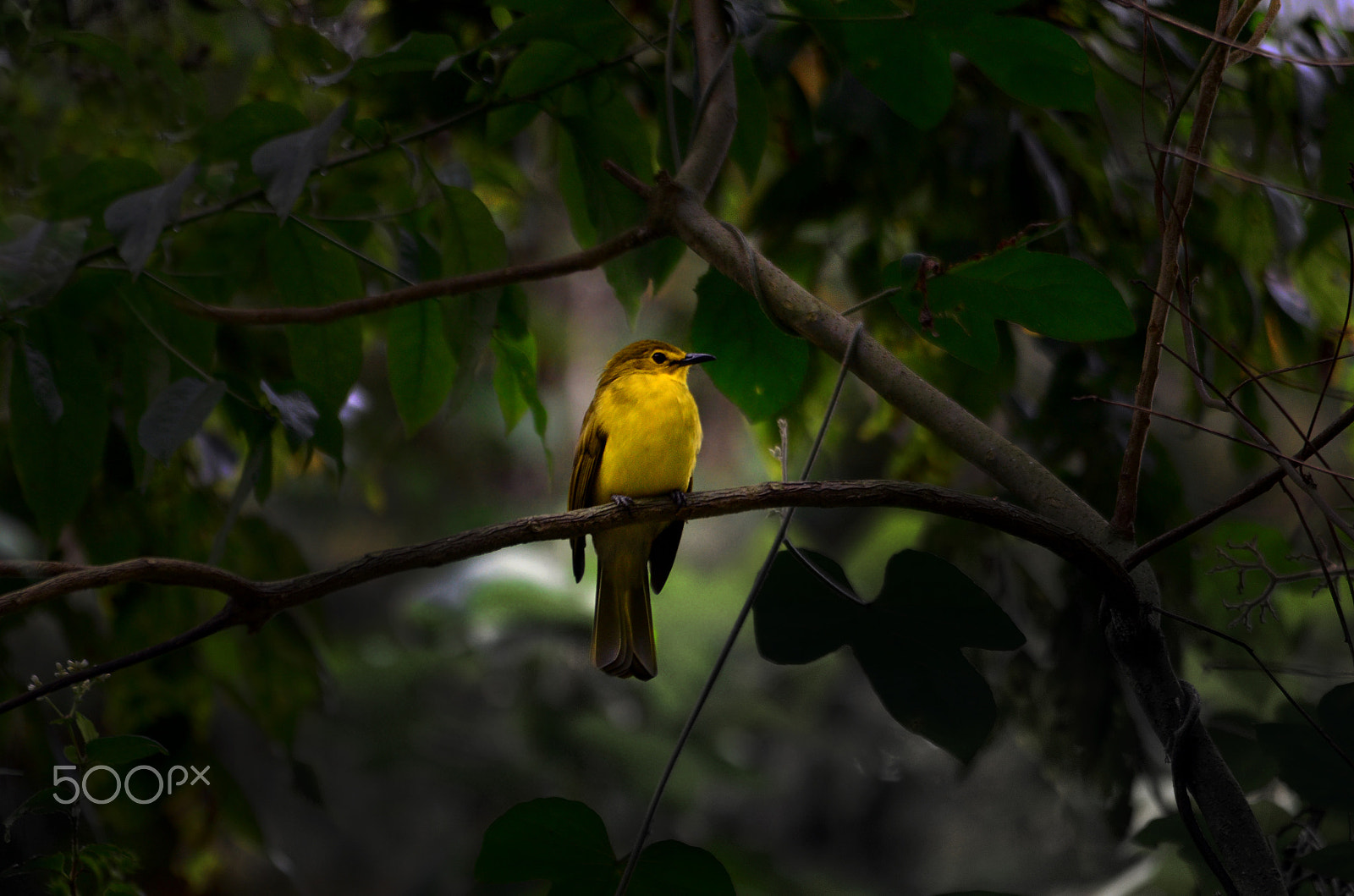 Sigma 150-500mm F5-6.3 DG OS HSM sample photo. Yellow-browed bulbul photography
