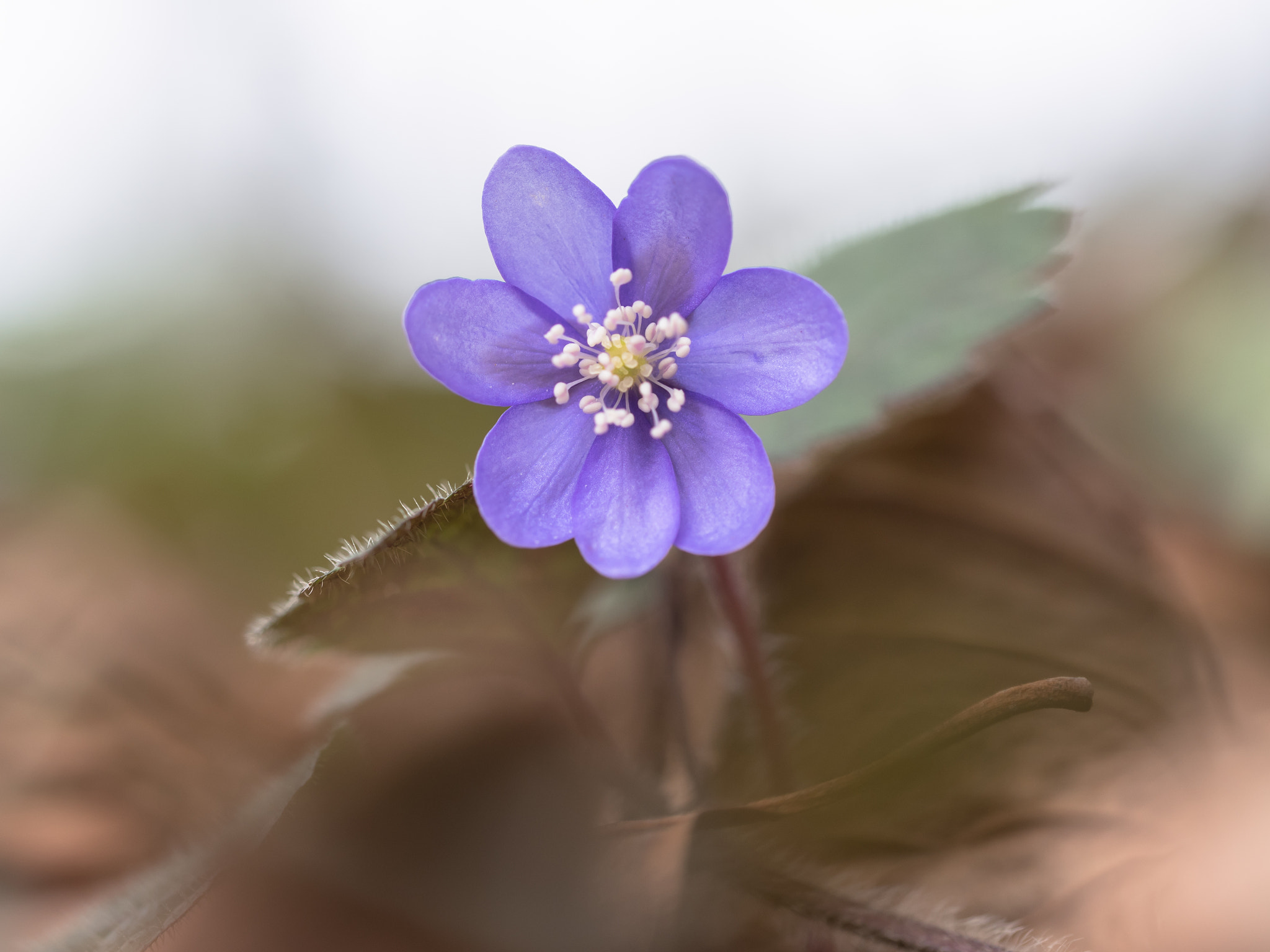 Olympus M.Zuiko Digital ED 60mm F2.8 Macro sample photo. Forest beauty photography