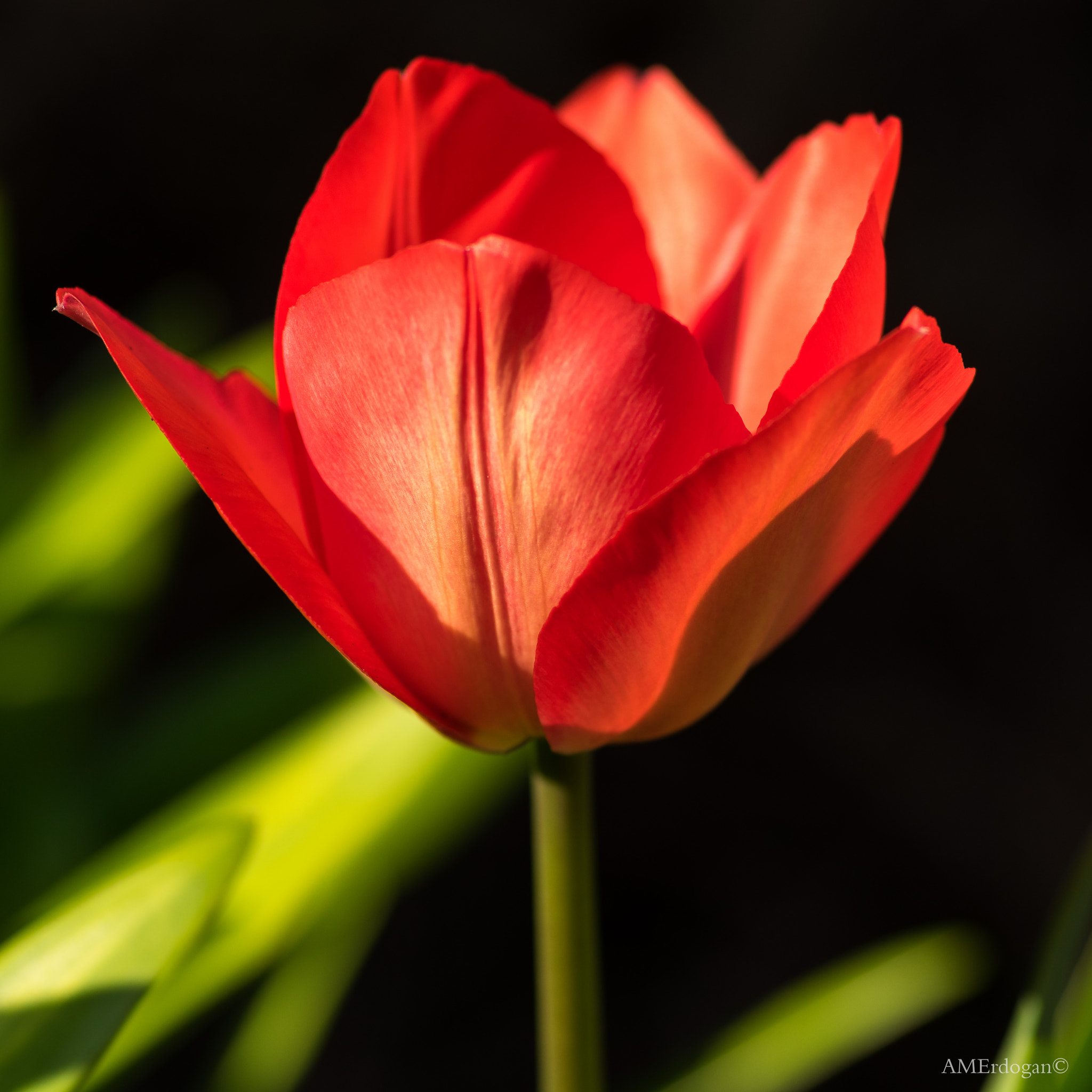 Pentax smc D-FA 100mm F2.8 Macro WR sample photo. Sign of spring photography