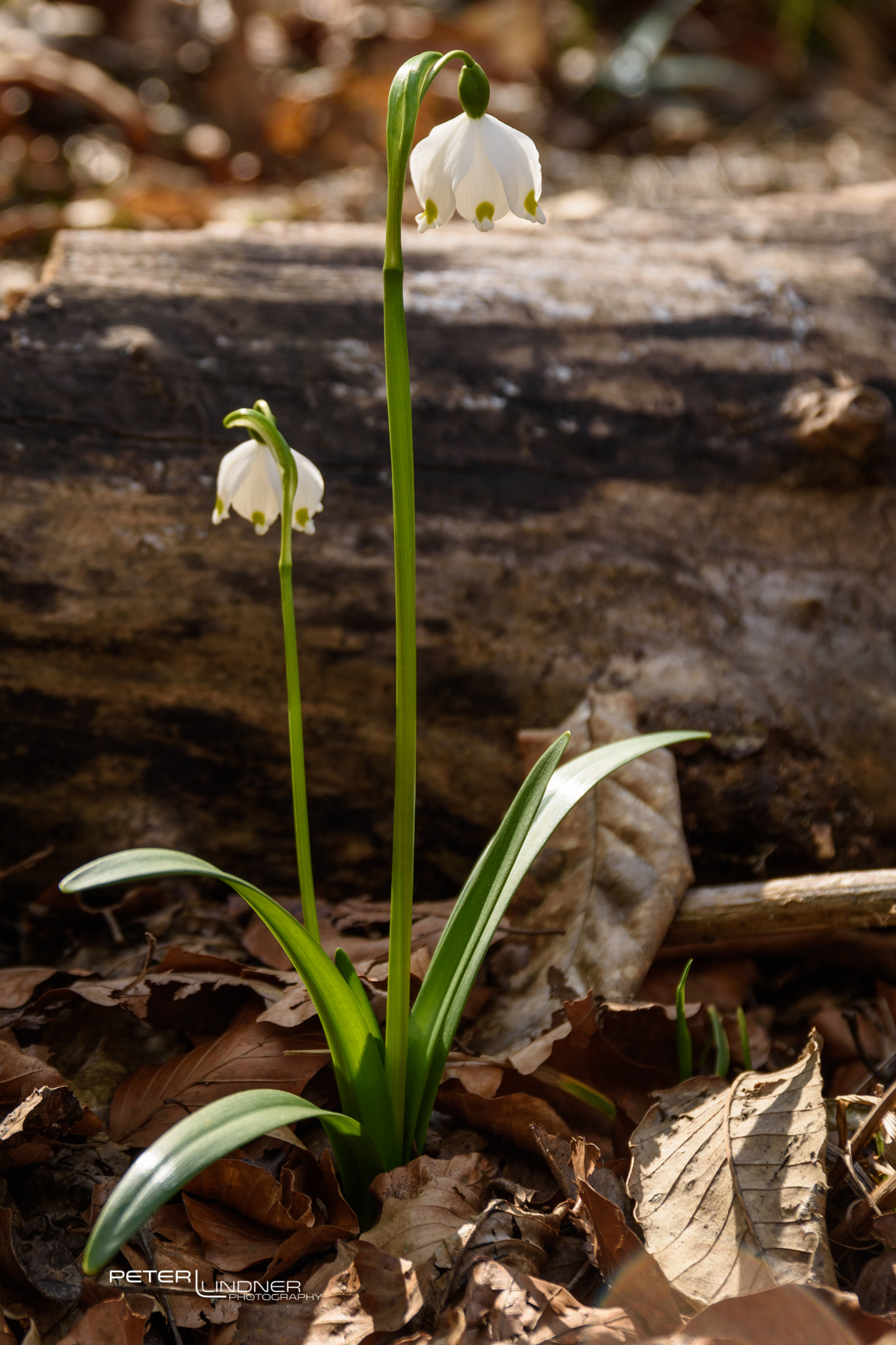 Nikon D7200 + Sigma 17-70mm F2.8-4 DC Macro OS HSM | C sample photo. Spring is coming... photography