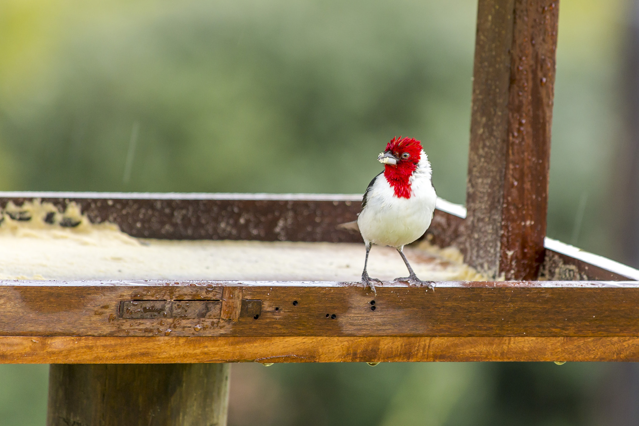Canon EF 70-300mm F4-5.6 IS USM sample photo. The red-crested cardinal photography