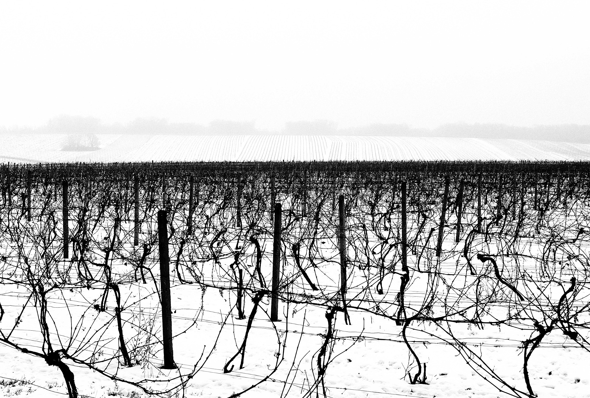 Sony SLT-A58 sample photo. Moravia - vineyard photography