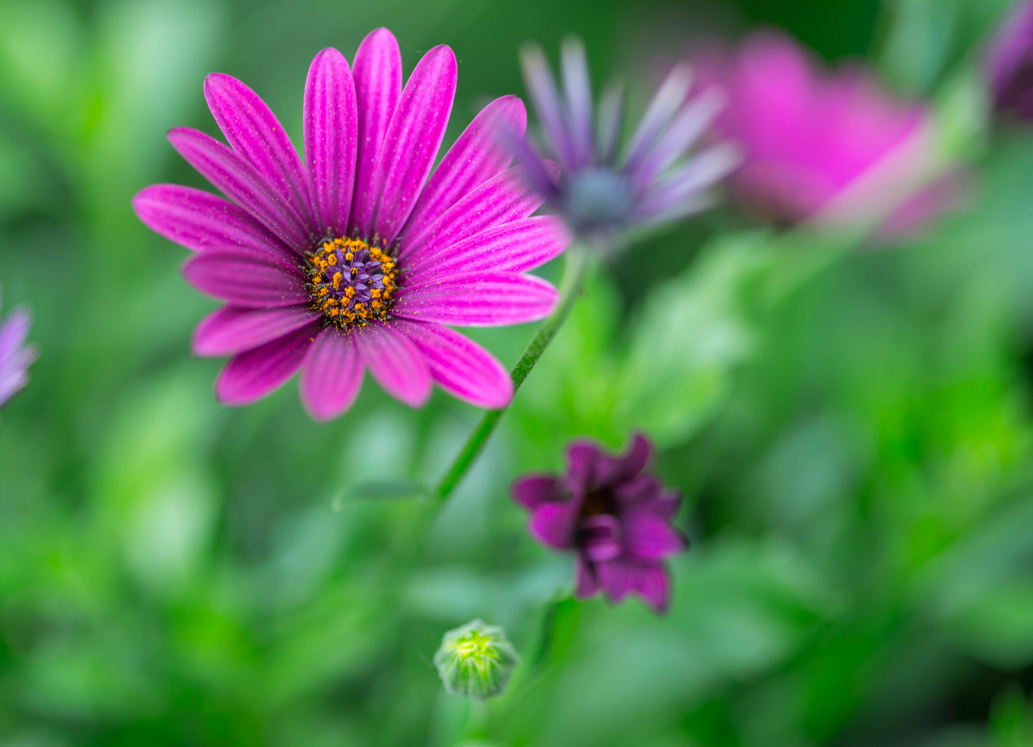 Nikon D600 + Sigma 105mm F2.8 EX DG Macro sample photo. Flower photography