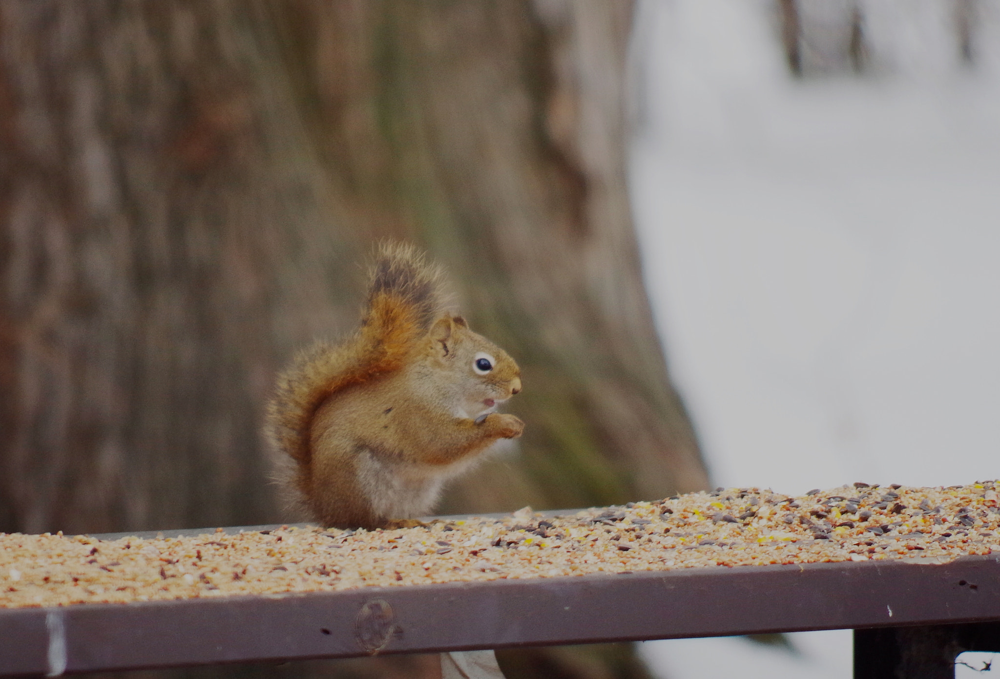 Pentax K-50 + smc PENTAX-DA L 55-300mm F4-5.8 ED sample photo. Squirrel photography