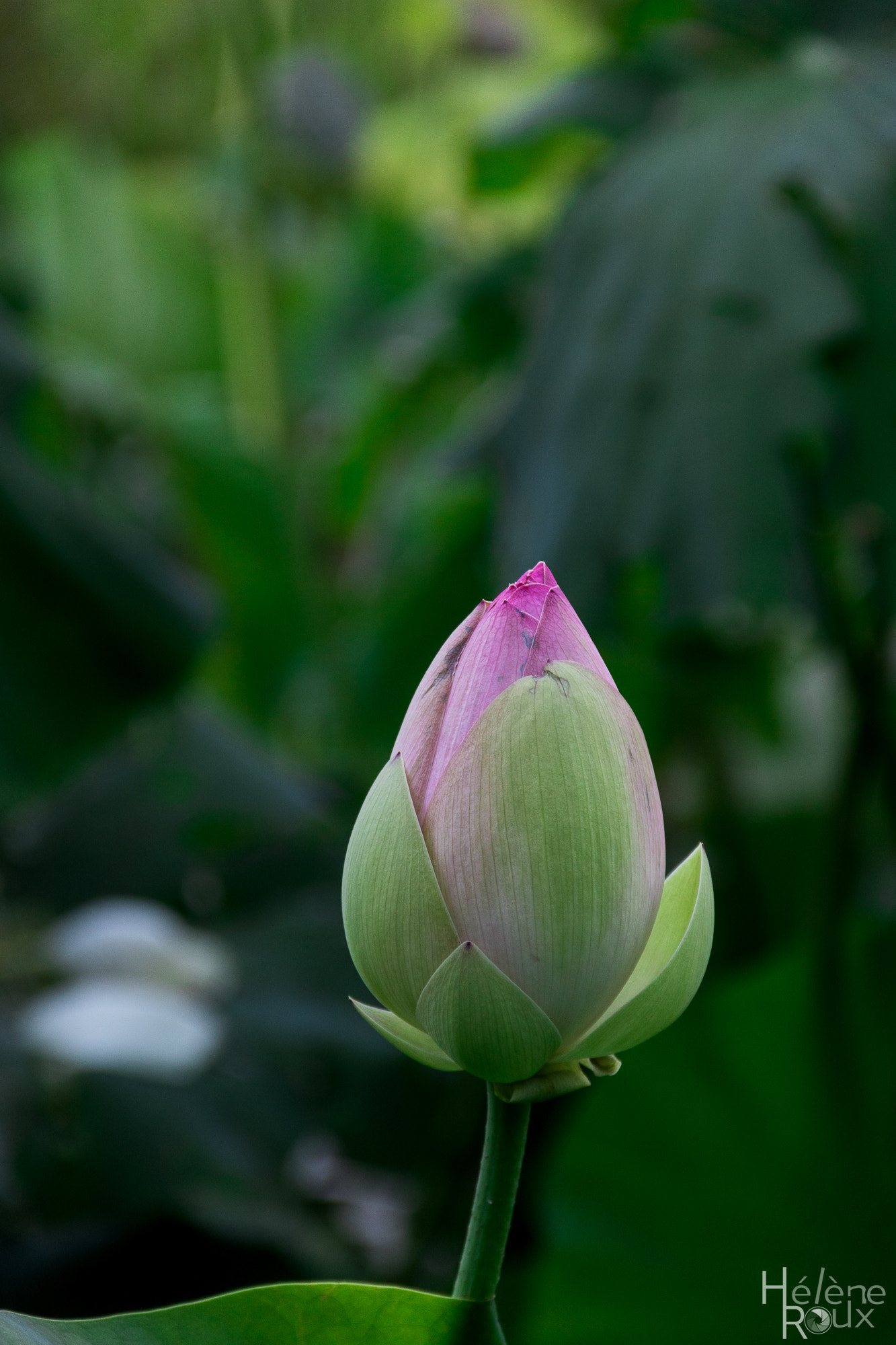 Canon EOS 760D (EOS Rebel T6s / EOS 8000D) + Canon EF-S 18-135mm F3.5-5.6 IS sample photo. Lotus flower photography