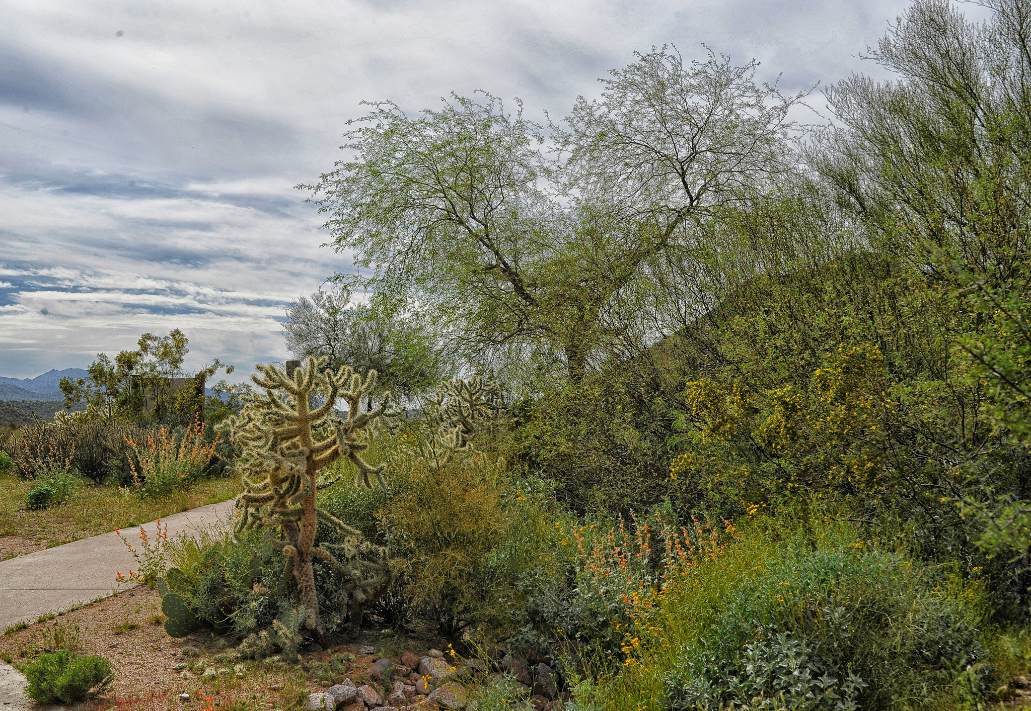 AF Zoom-Nikkor 28-85mm f/3.5-4.5 sample photo. Sonoran desert photography