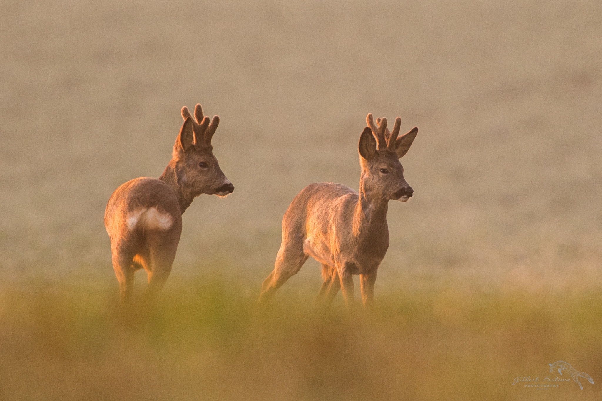 Nikon AF-S Nikkor 300mm F2.8G ED VR II sample photo. Moment calme photography