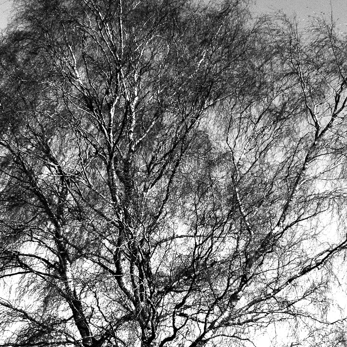 Canon EOS 50D sample photo
