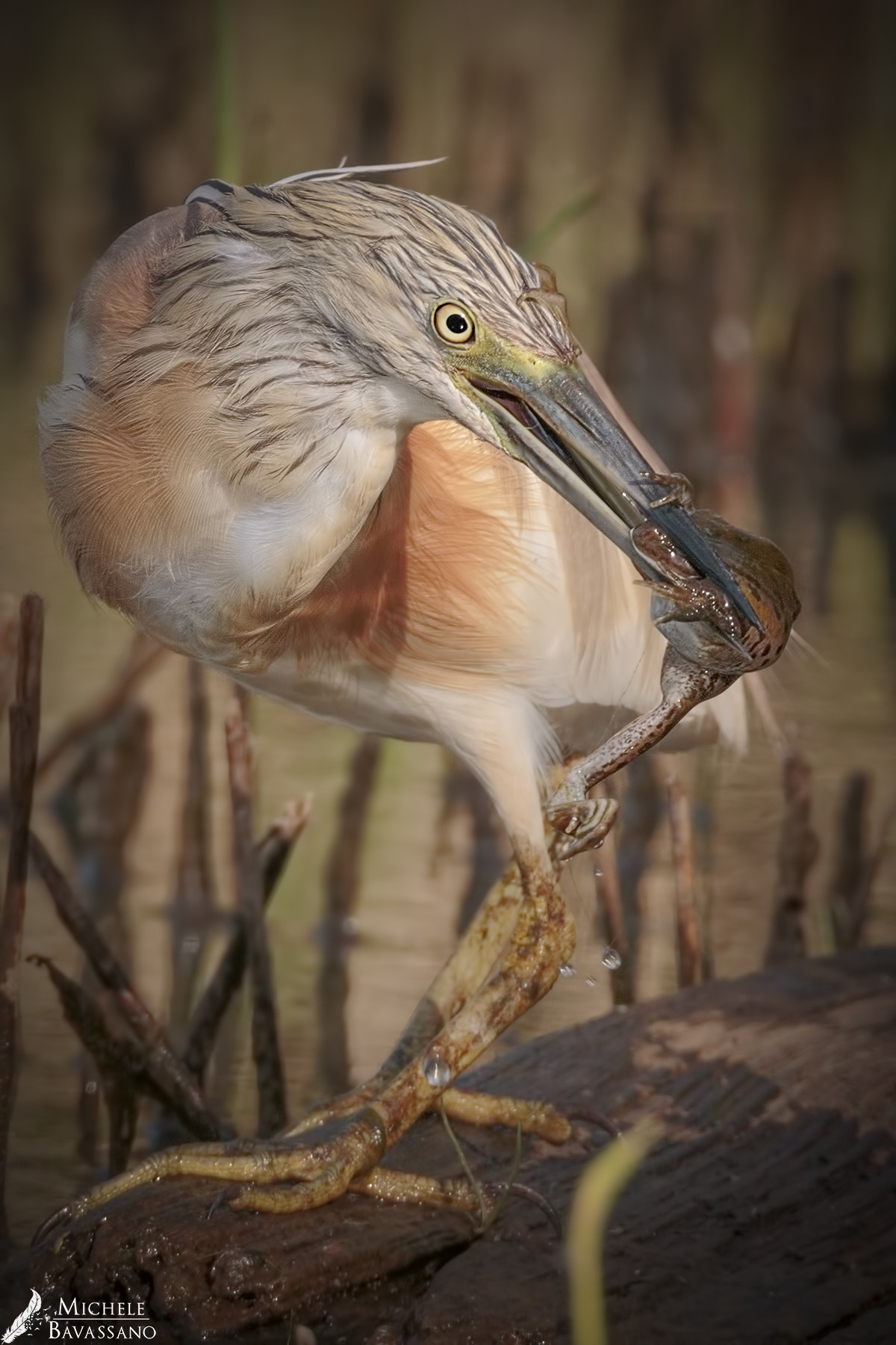 Sigma 150-600mm F5-6.3 DG OS HSM | C sample photo. Hunting photography