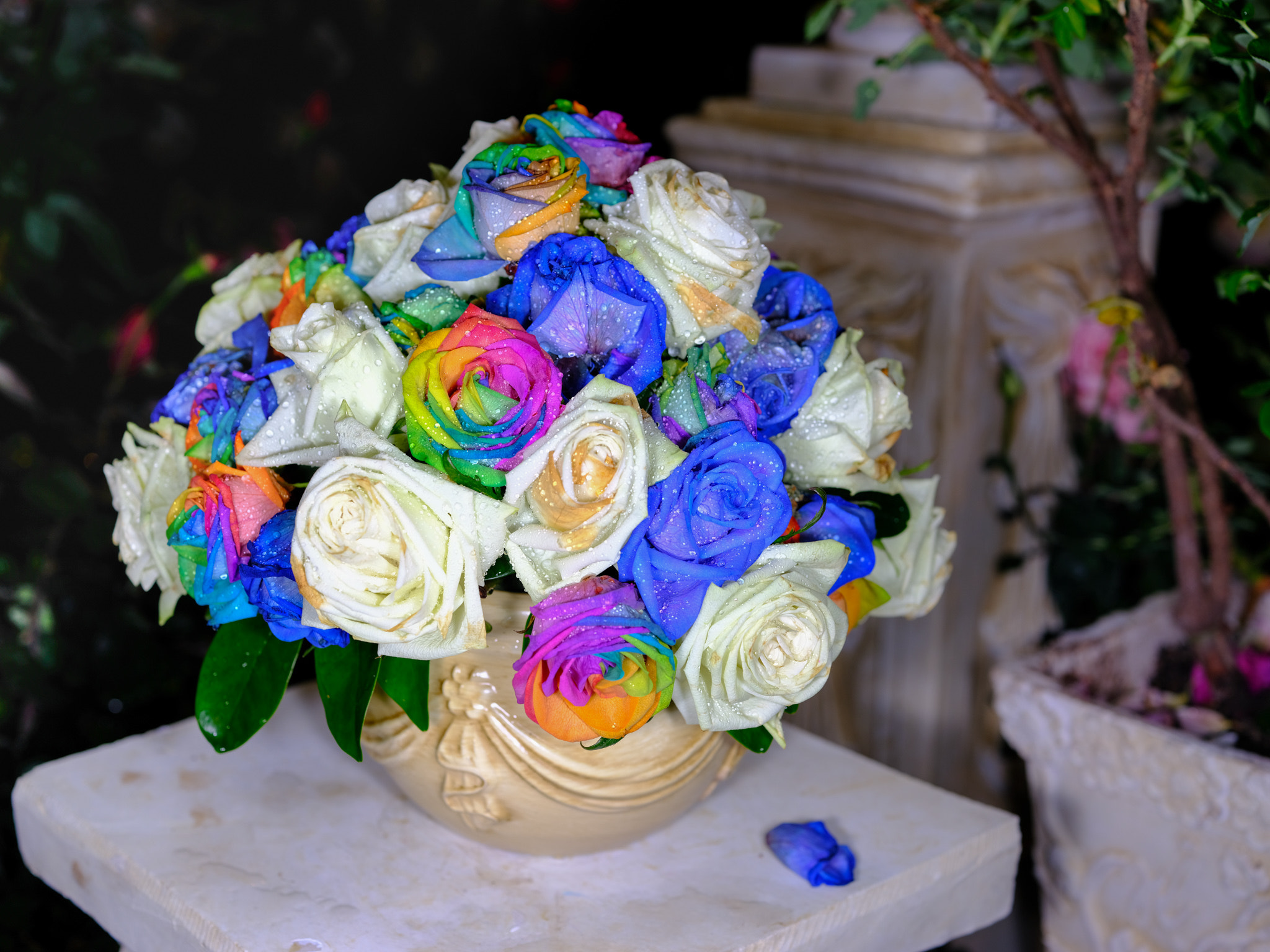 Fujifilm GFX 50S + Fujifilm GF 63mm F2.8 R WR sample photo. The legendary rainbow rose photography