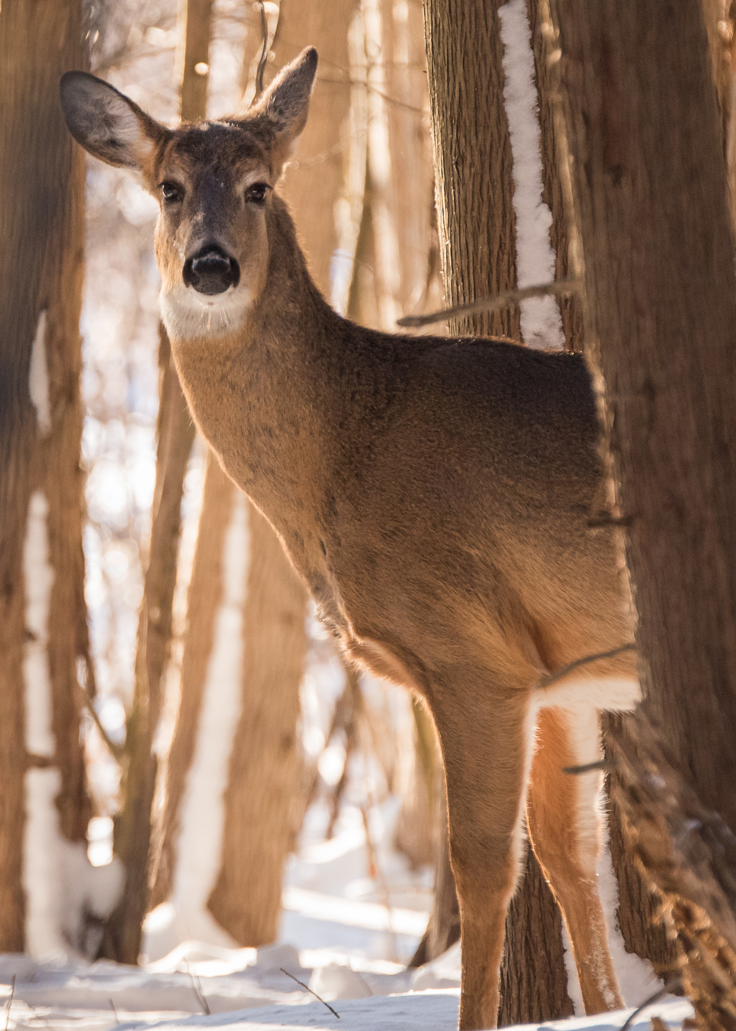 Nikon D810 sample photo. While walking along in the woods... photography
