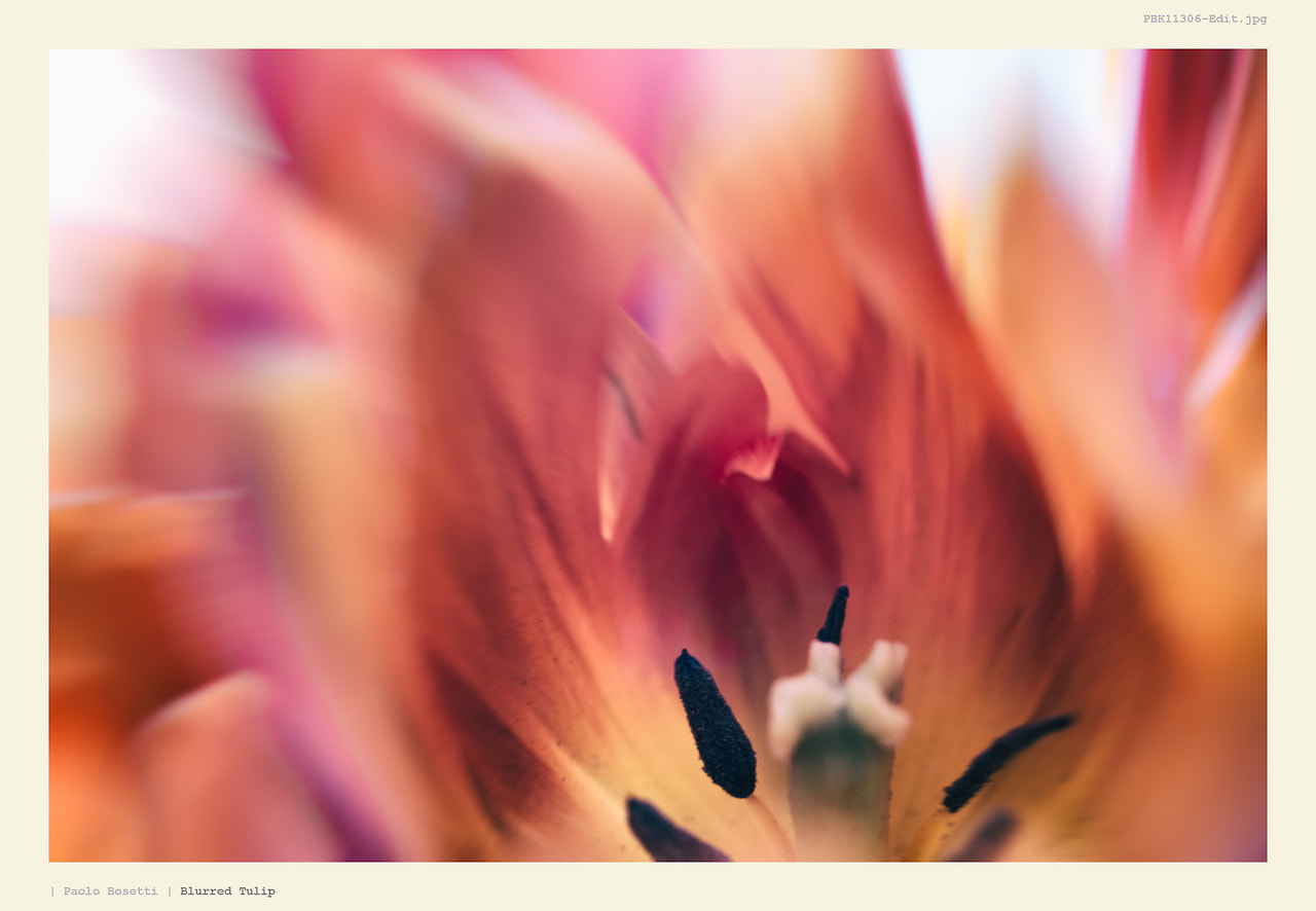 Pentax smc DA 35mm F2.8 Macro Limited sample photo. Blurred tulip photography