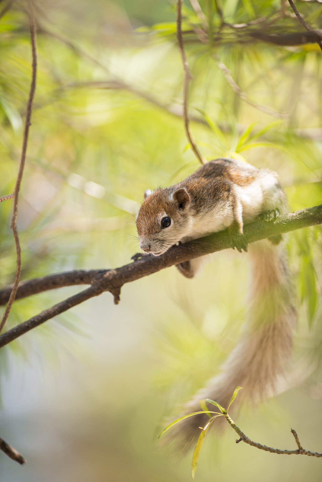 Nikon AF-S Nikkor 300mm F2.8G ED-IF VR sample photo. Variable squirrel photography