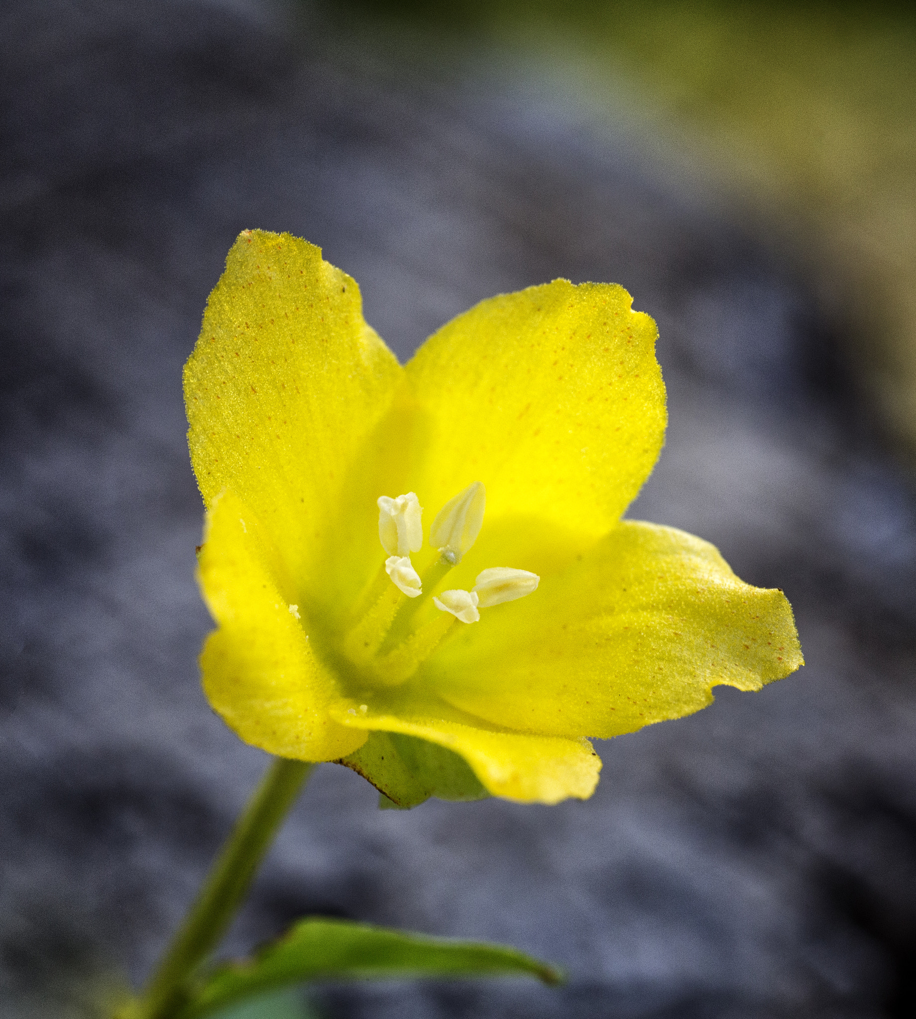 Canon MP-E 65mm F2.5 1-5x Macro Photo sample photo. Yelllow dream photography