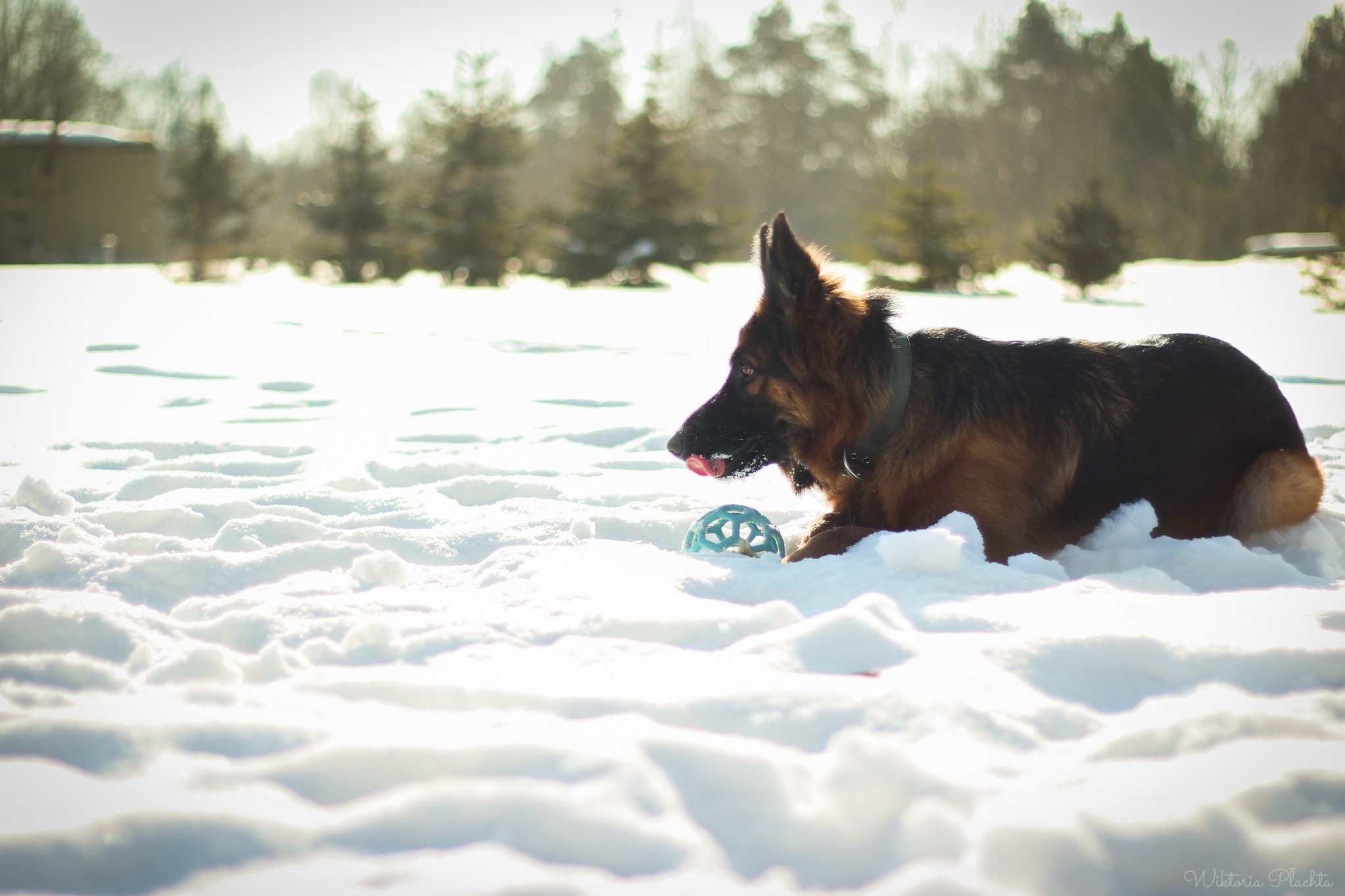 Canon EOS 700D (EOS Rebel T5i / EOS Kiss X7i) + Canon EF 50mm F1.8 II sample photo. When you saw your enemy... photography