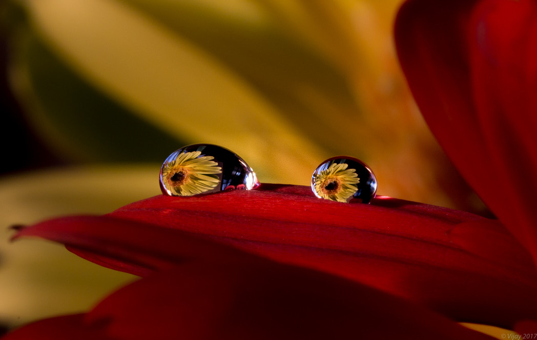 Canon EF 100mm F2.8 Macro USM sample photo. Twins photography