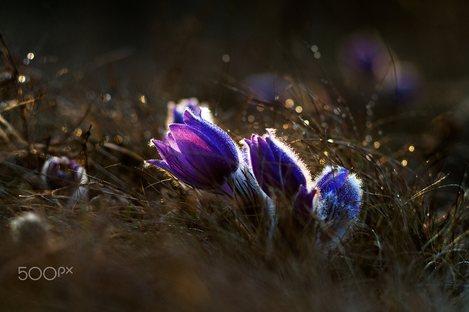 Canon EF 35-80mm f/4-5.6 sample photo. Pulsatilla grandis  ... koniklec velkokvětý photography