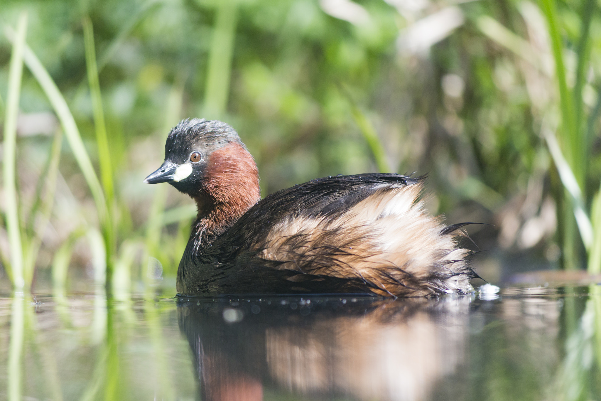 Canon EF-S 55-250mm F4-5.6 IS II sample photo. Little grebe photography