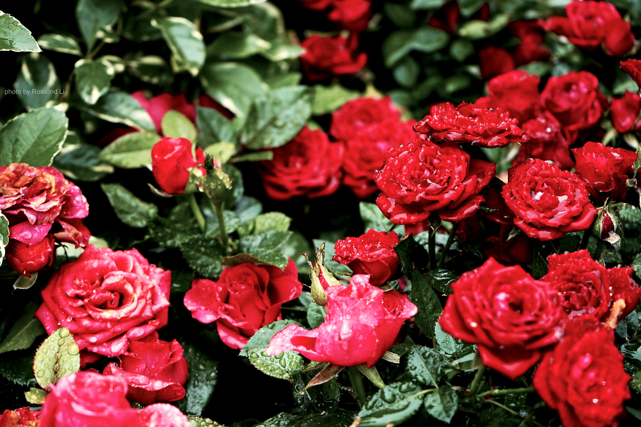 Sony FE 28-70mm F3.5-5.6 OSS sample photo. Red rosie photography