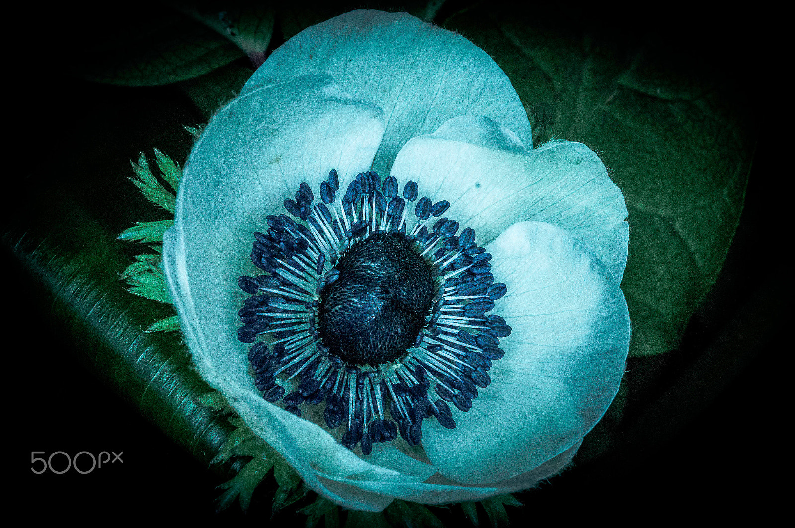 Sony SLT-A57 + Sony DT 30mm F2.8 Macro SAM sample photo. Flower ! photography