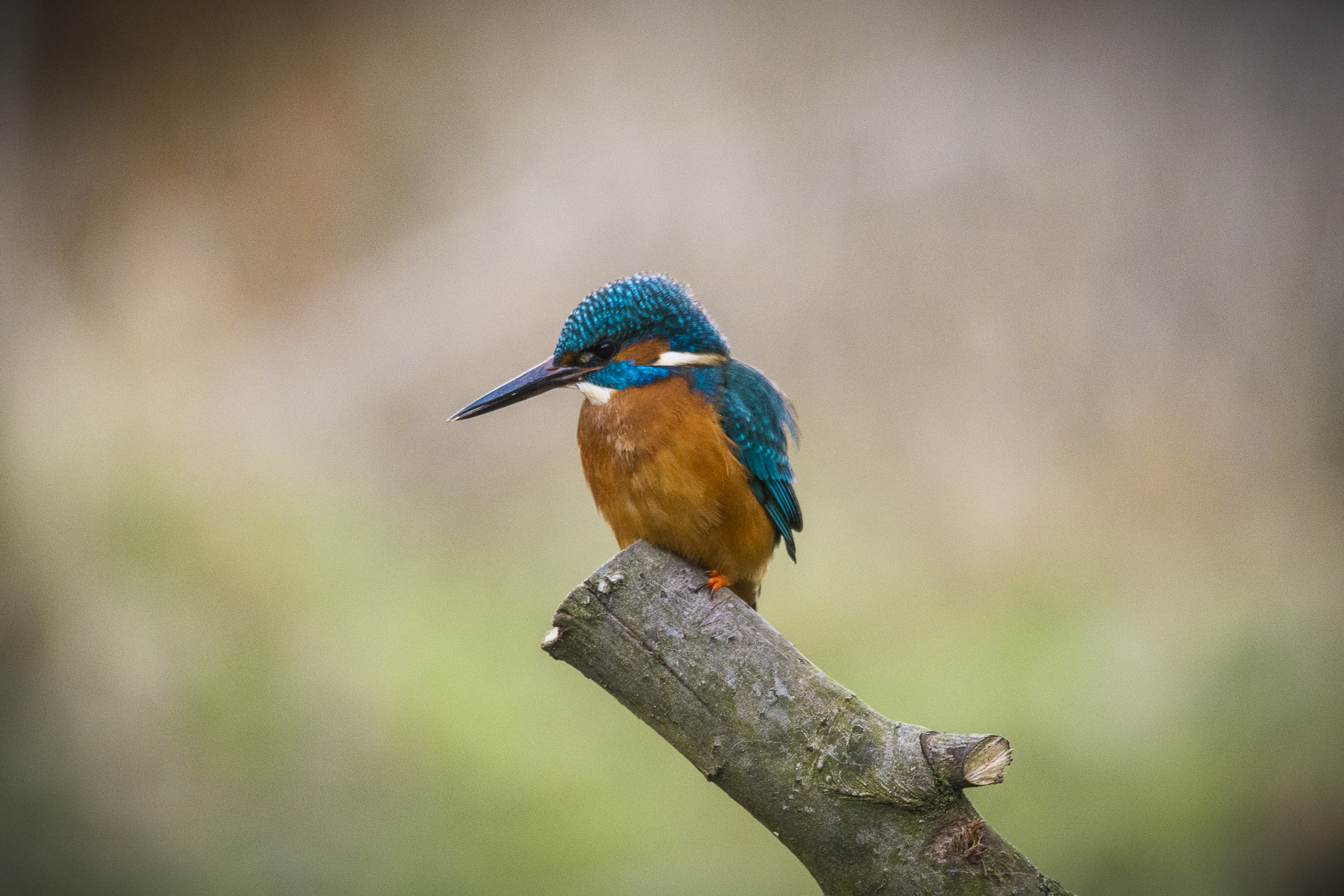 Sigma 150-600mm F5-6.3 DG OS HSM | S sample photo. Kingfisher photography