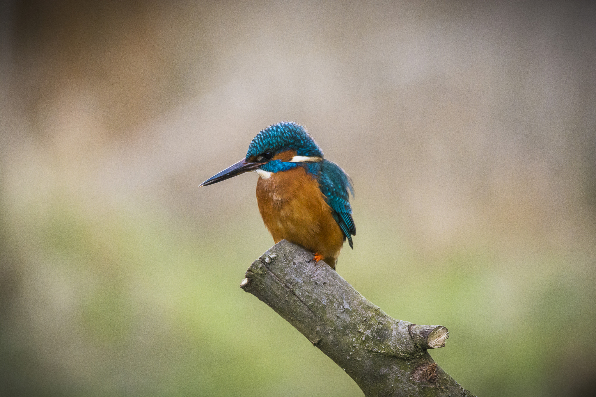 Nikon D7100 sample photo. Kingfisher photography