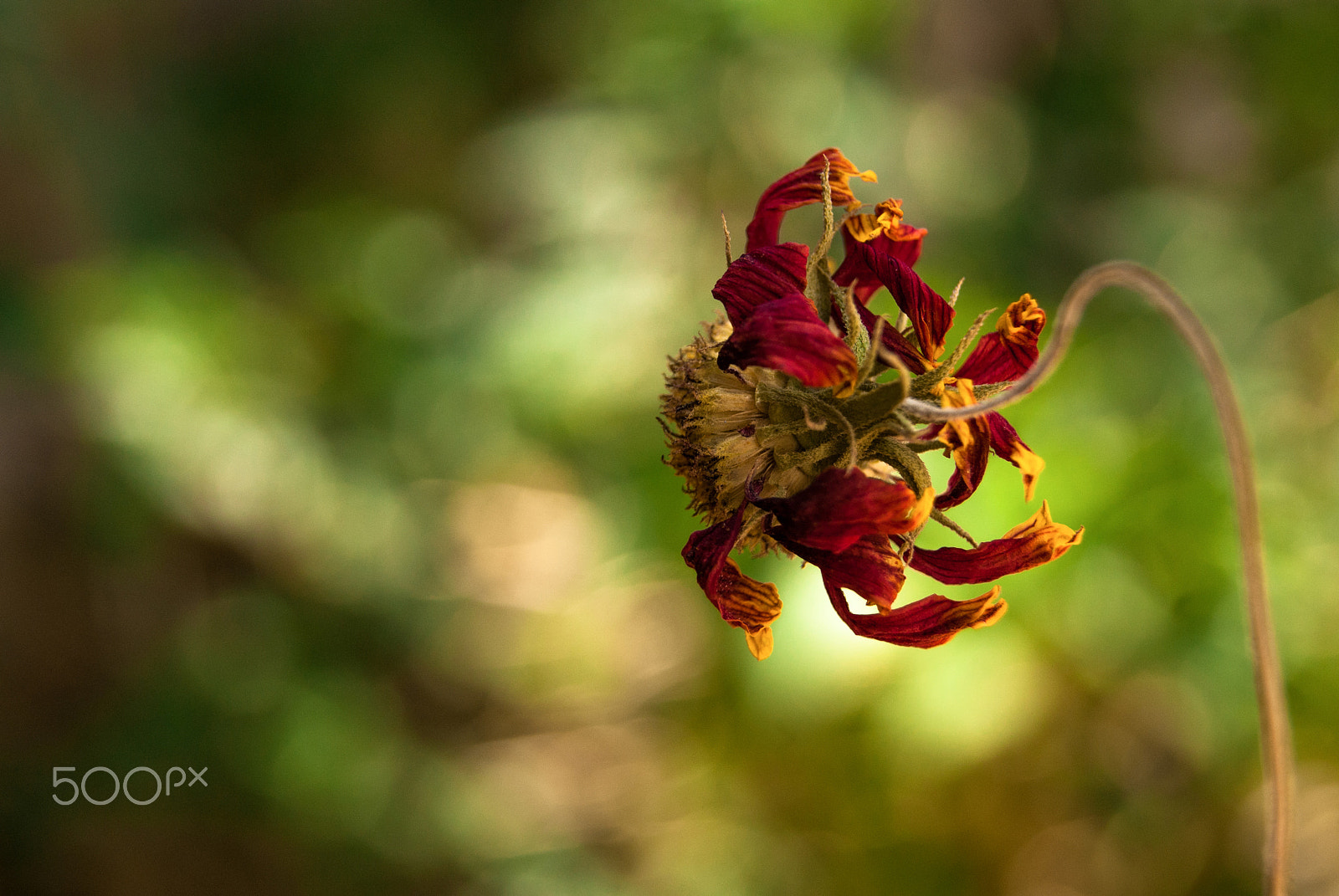 Sony Alpha DSLR-A230 + Sony DT 18-55mm F3.5-5.6 SAM sample photo. . photography
