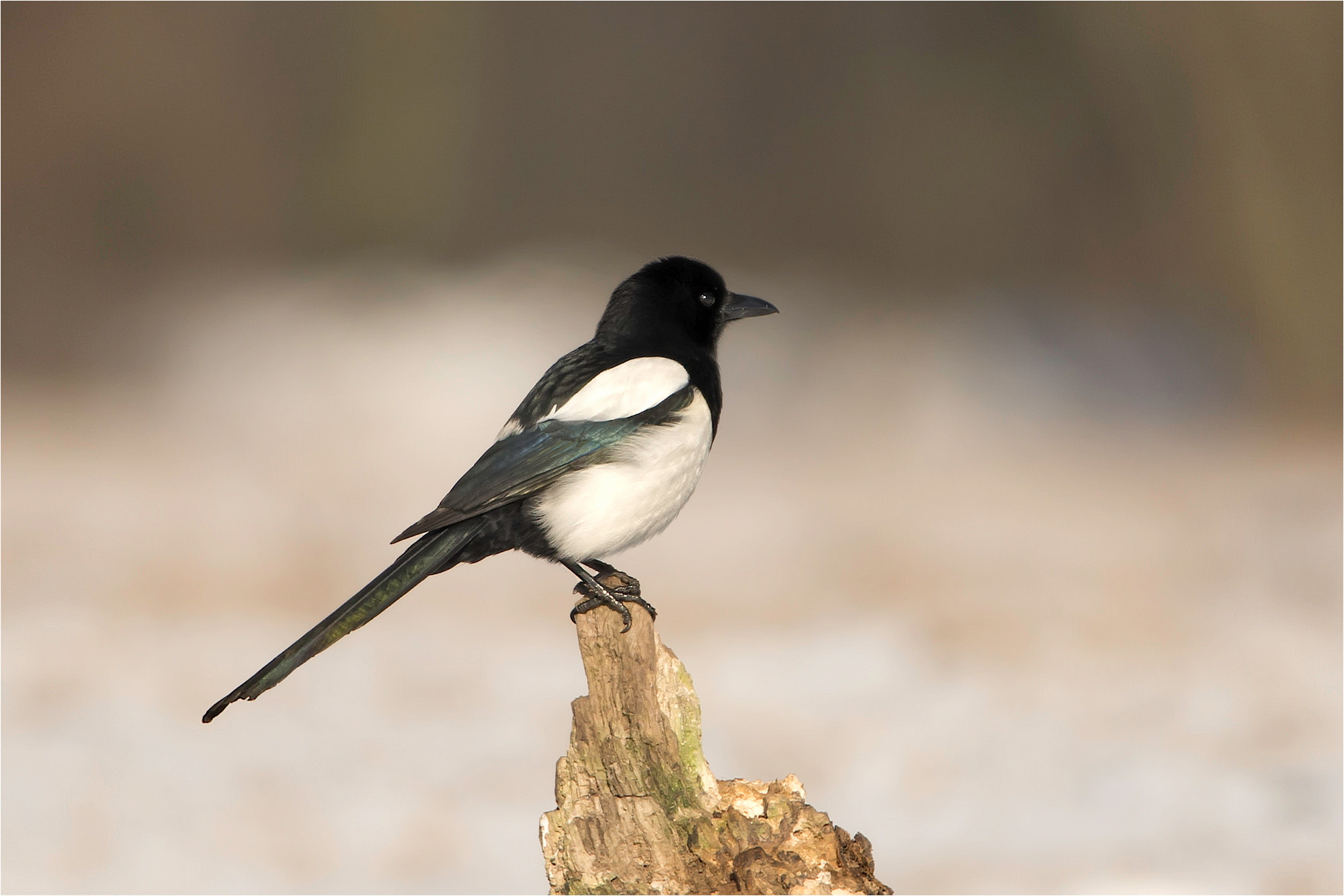 Nikon D7200 + Sigma 50mm F2.8 EX DG Macro sample photo. Eurasien magpie / elster photography